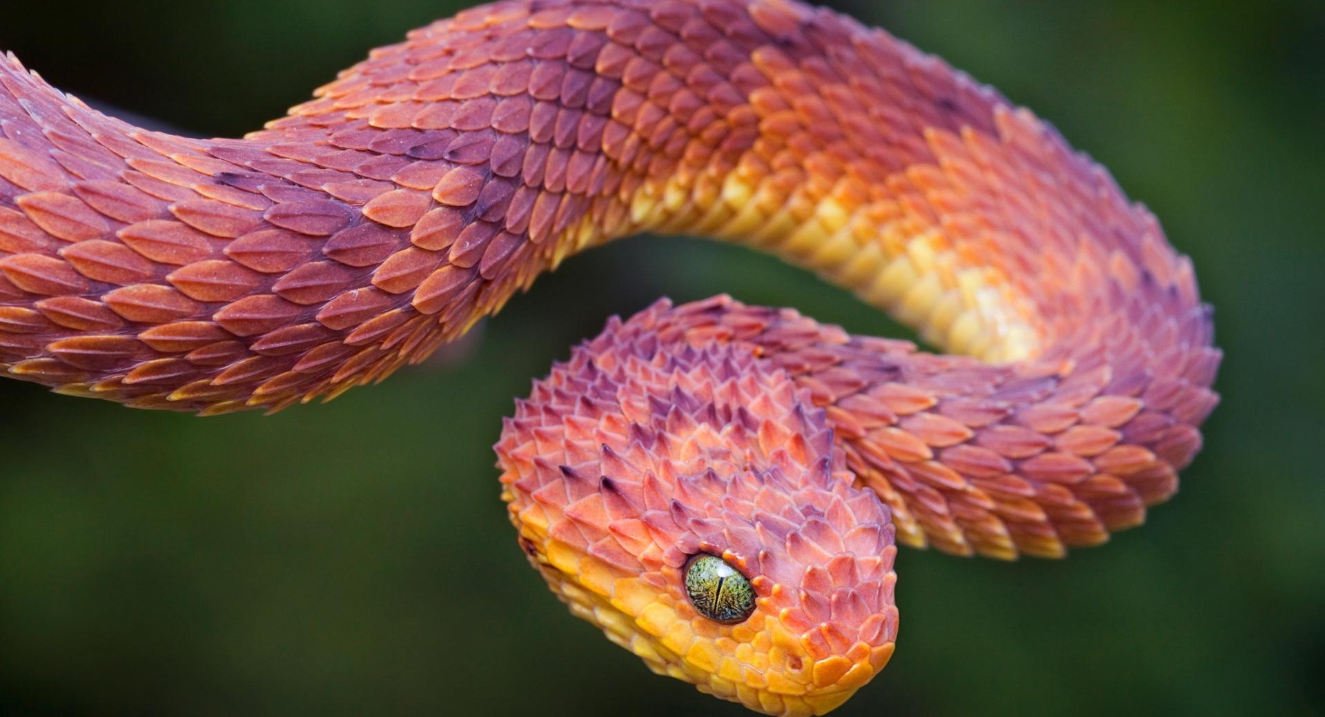 Bush Viper at 640 x 1136 iPhone 5 size wallpapers HD quality