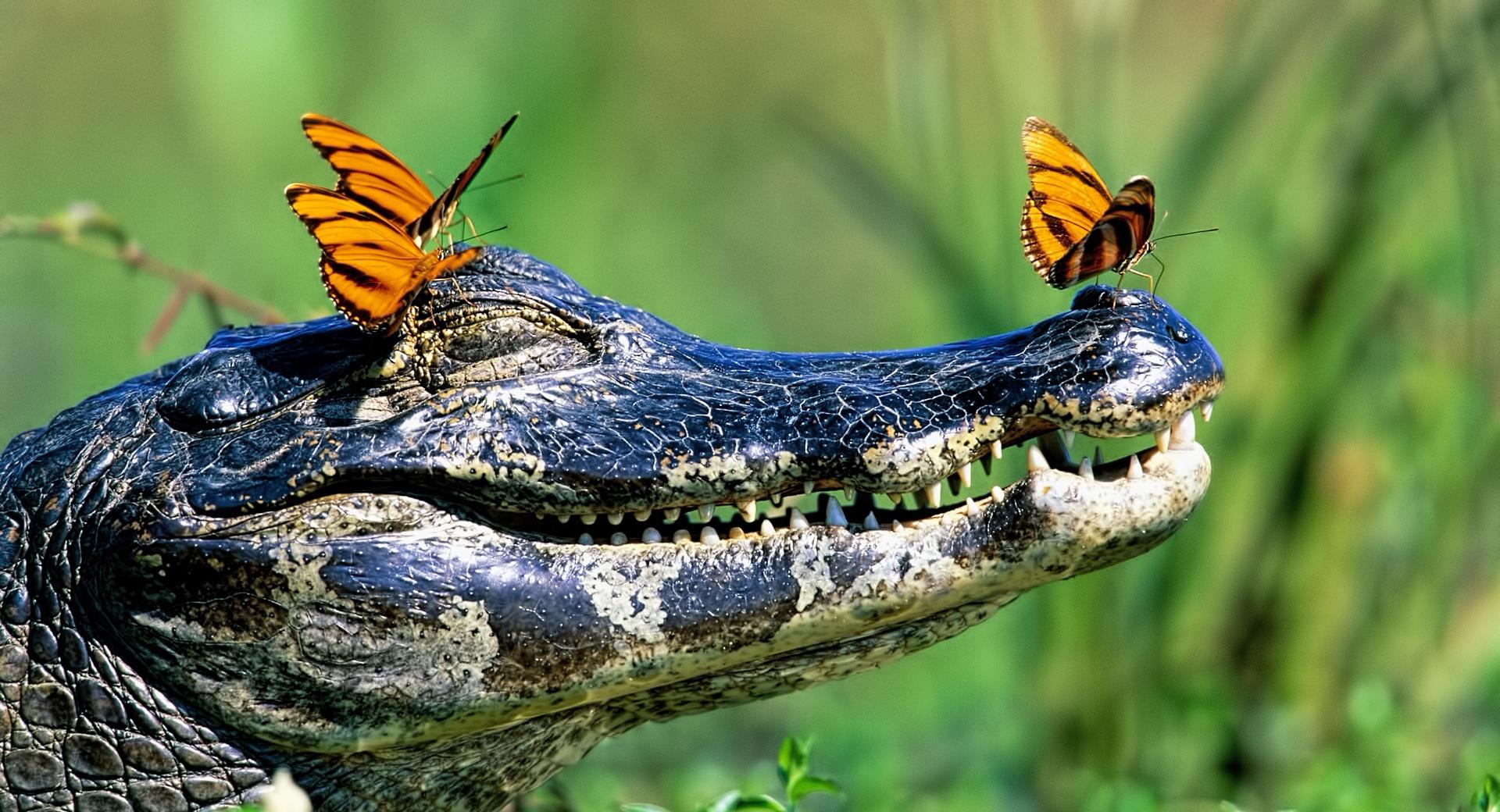Butterflies Resting On A Caiman, Brazil at 640 x 960 iPhone 4 size wallpapers HD quality