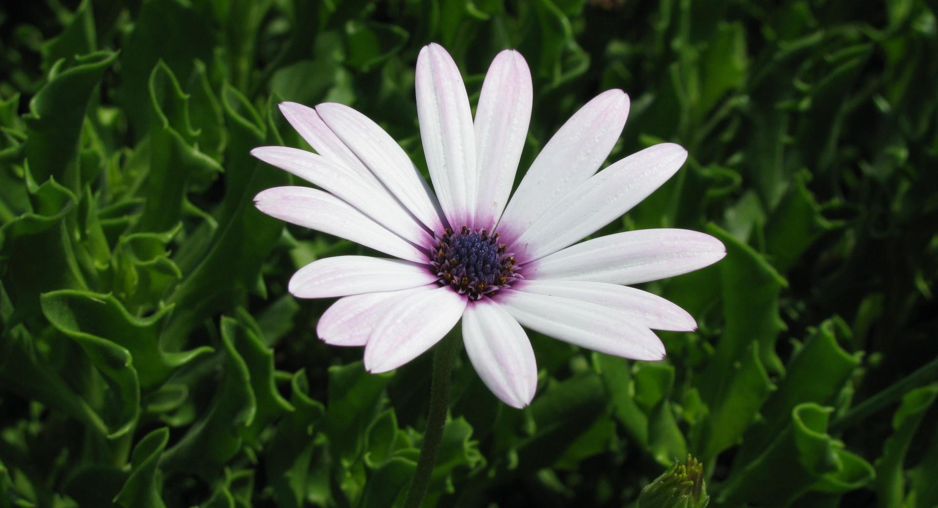 Cape Daisy Flower at 1152 x 864 size wallpapers HD quality
