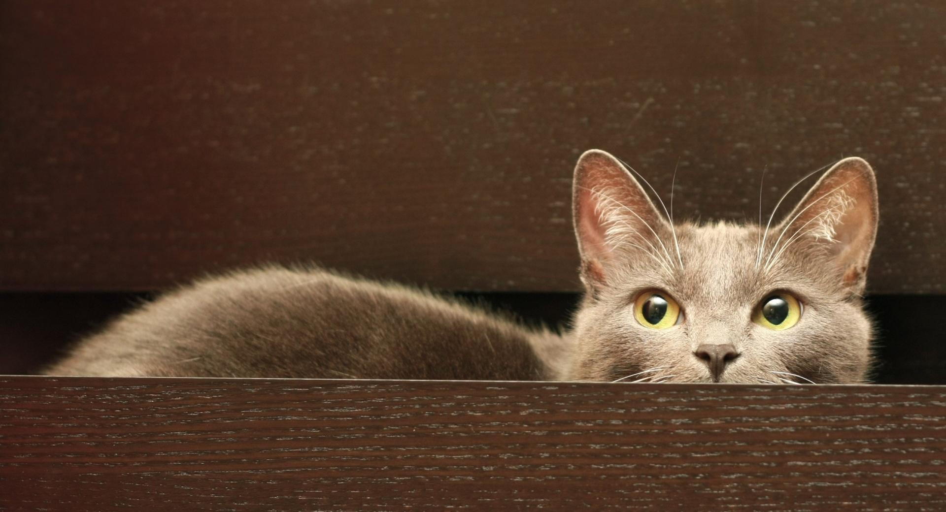 Cat In A Drawer at 640 x 960 iPhone 4 size wallpapers HD quality