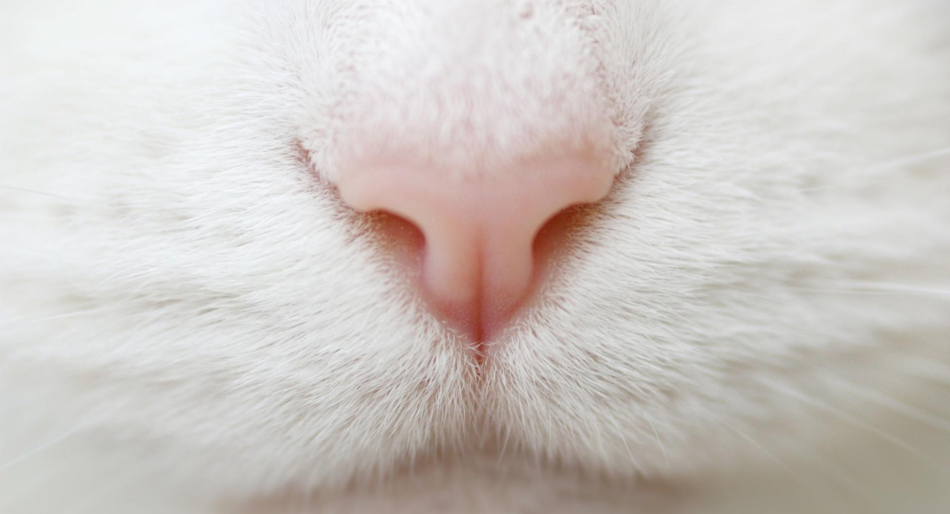 Cat Nose at 1024 x 768 size wallpapers HD quality