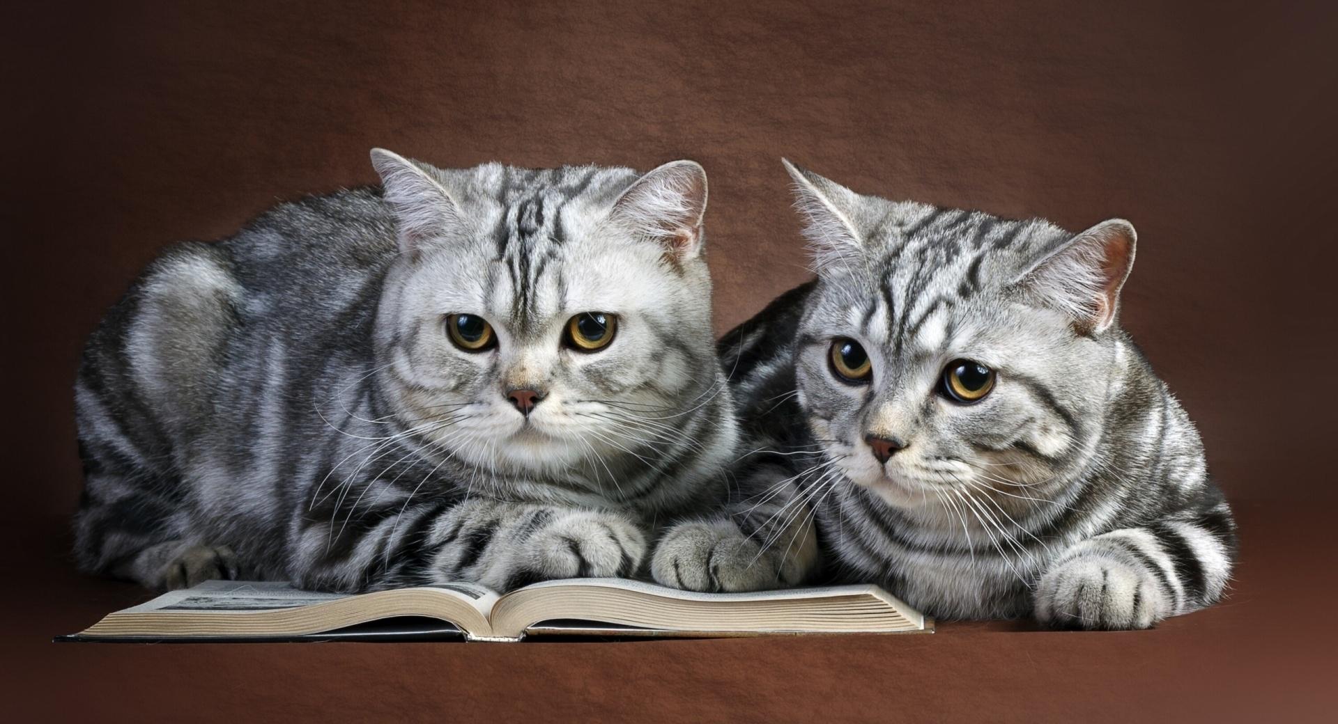 Cats On Book at 2048 x 2048 iPad size wallpapers HD quality
