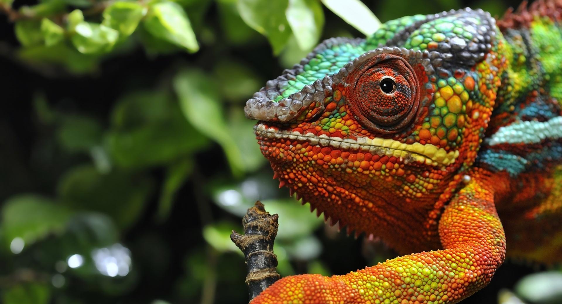 Chameleon Changing Color Macro at 2048 x 2048 iPad size wallpapers HD quality