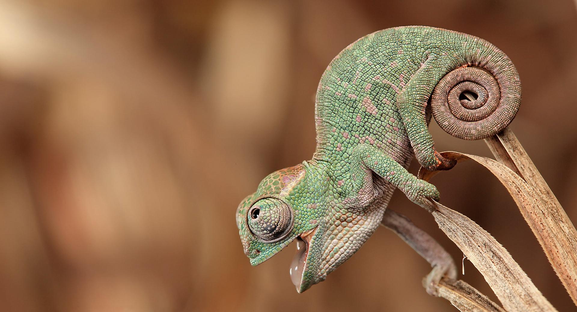 Chameleon Macro at 1334 x 750 iPhone 7 size wallpapers HD quality