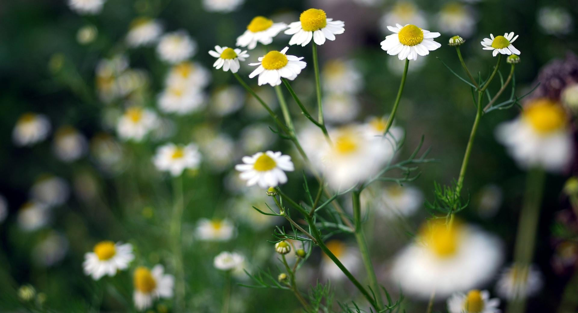 Chamomile Plant at 1334 x 750 iPhone 7 size wallpapers HD quality