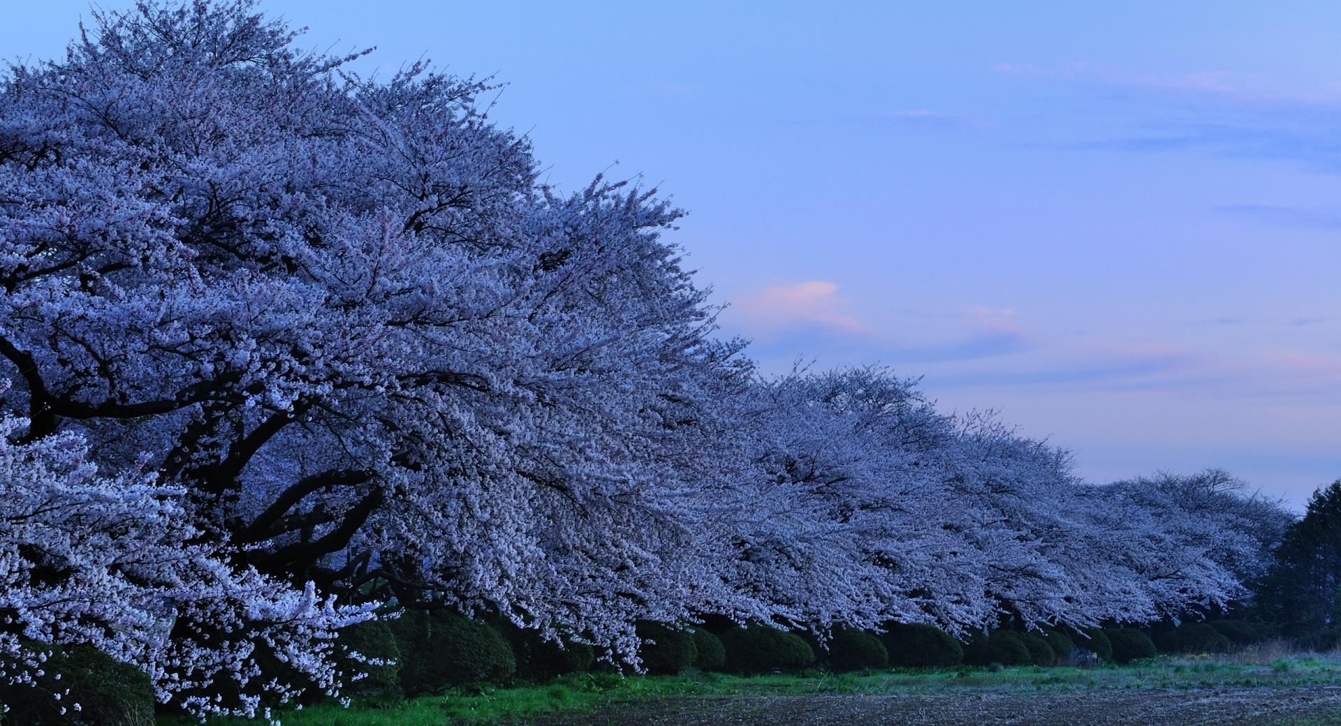 Cherry Trees at 1152 x 864 size wallpapers HD quality