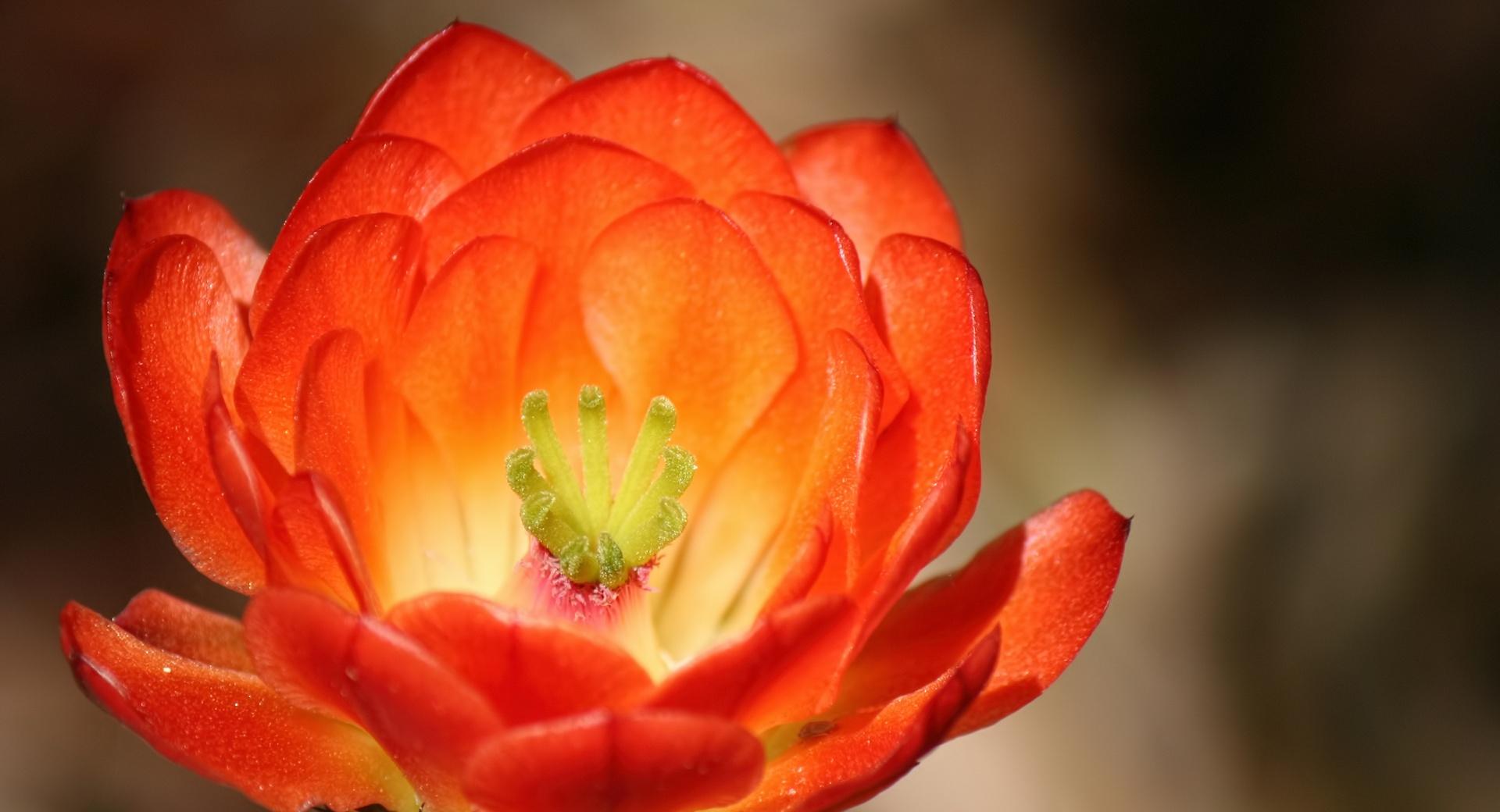 Claret Cup Cactus Blossom at 1600 x 1200 size wallpapers HD quality