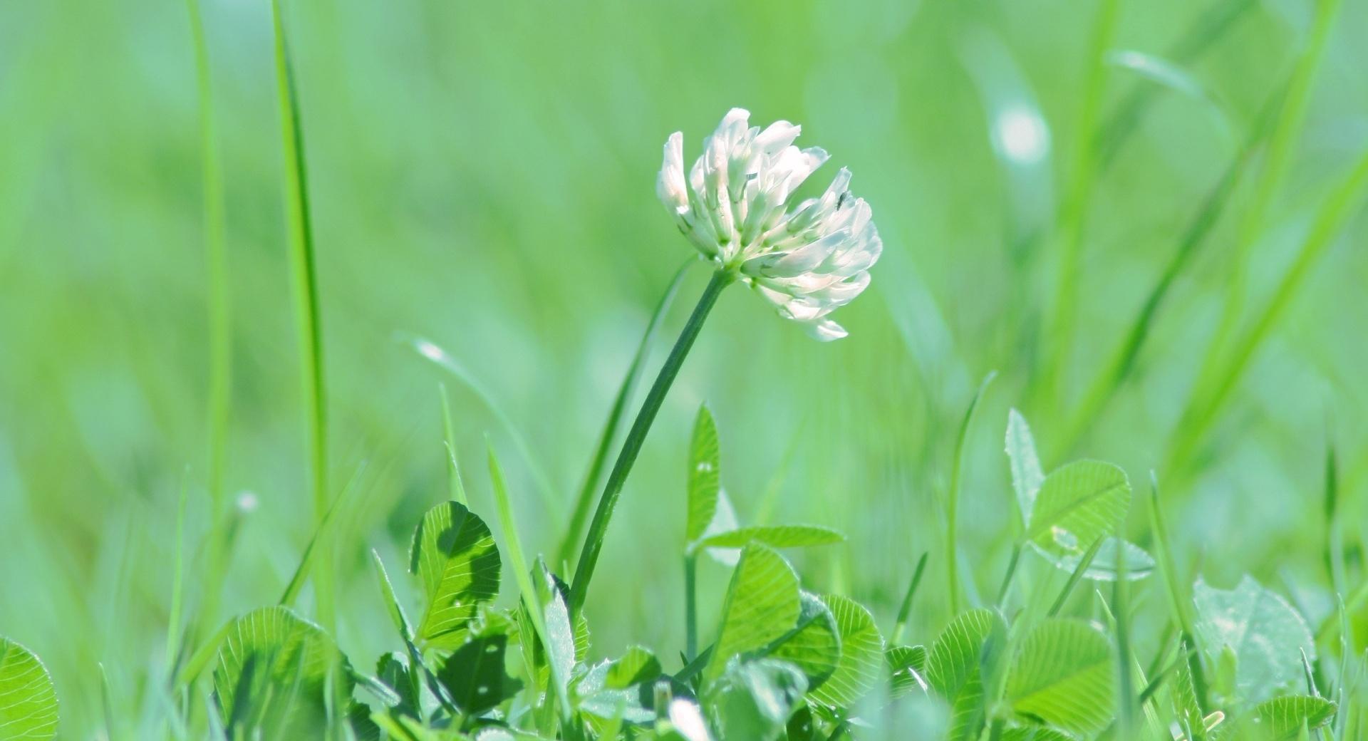 Clover Flower at 750 x 1334 iPhone 6 size wallpapers HD quality