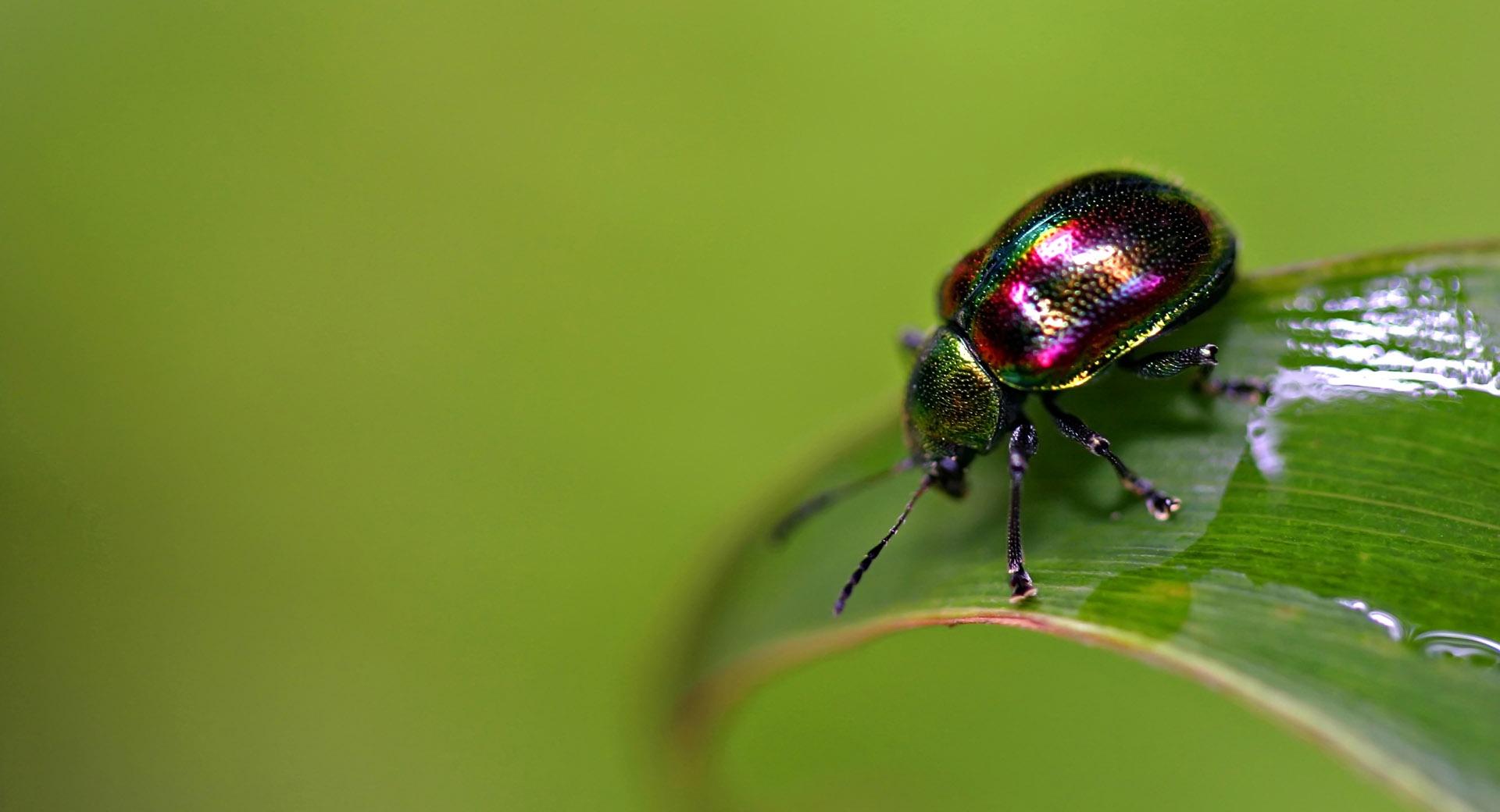 Colorful Bug at 1024 x 768 size wallpapers HD quality