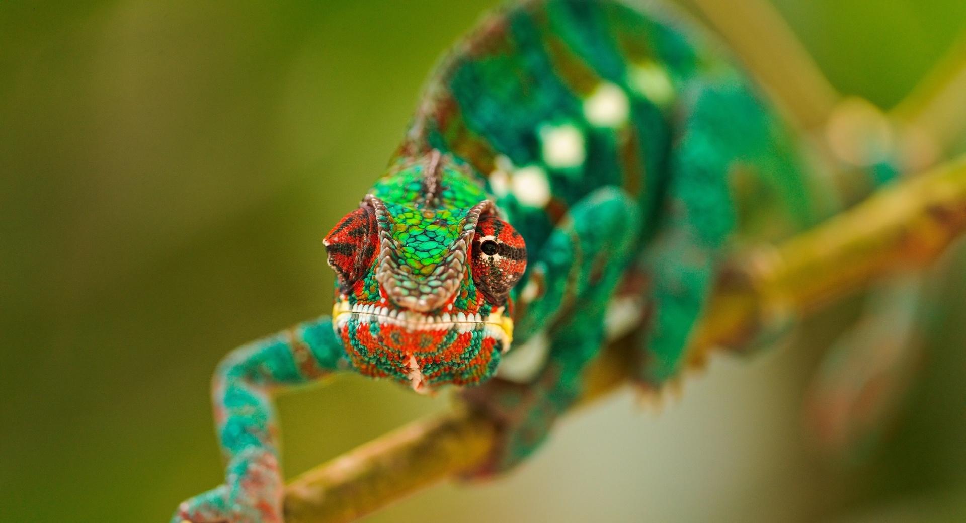 Colorful Chameleon Macro wallpapers HD quality