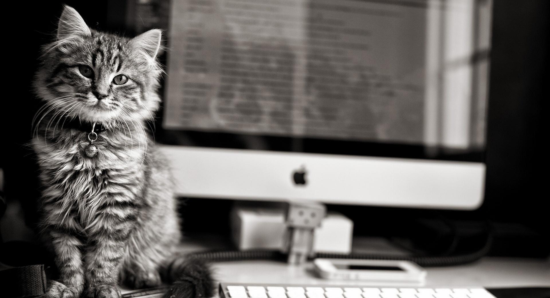 Computer Cat at 1152 x 864 size wallpapers HD quality