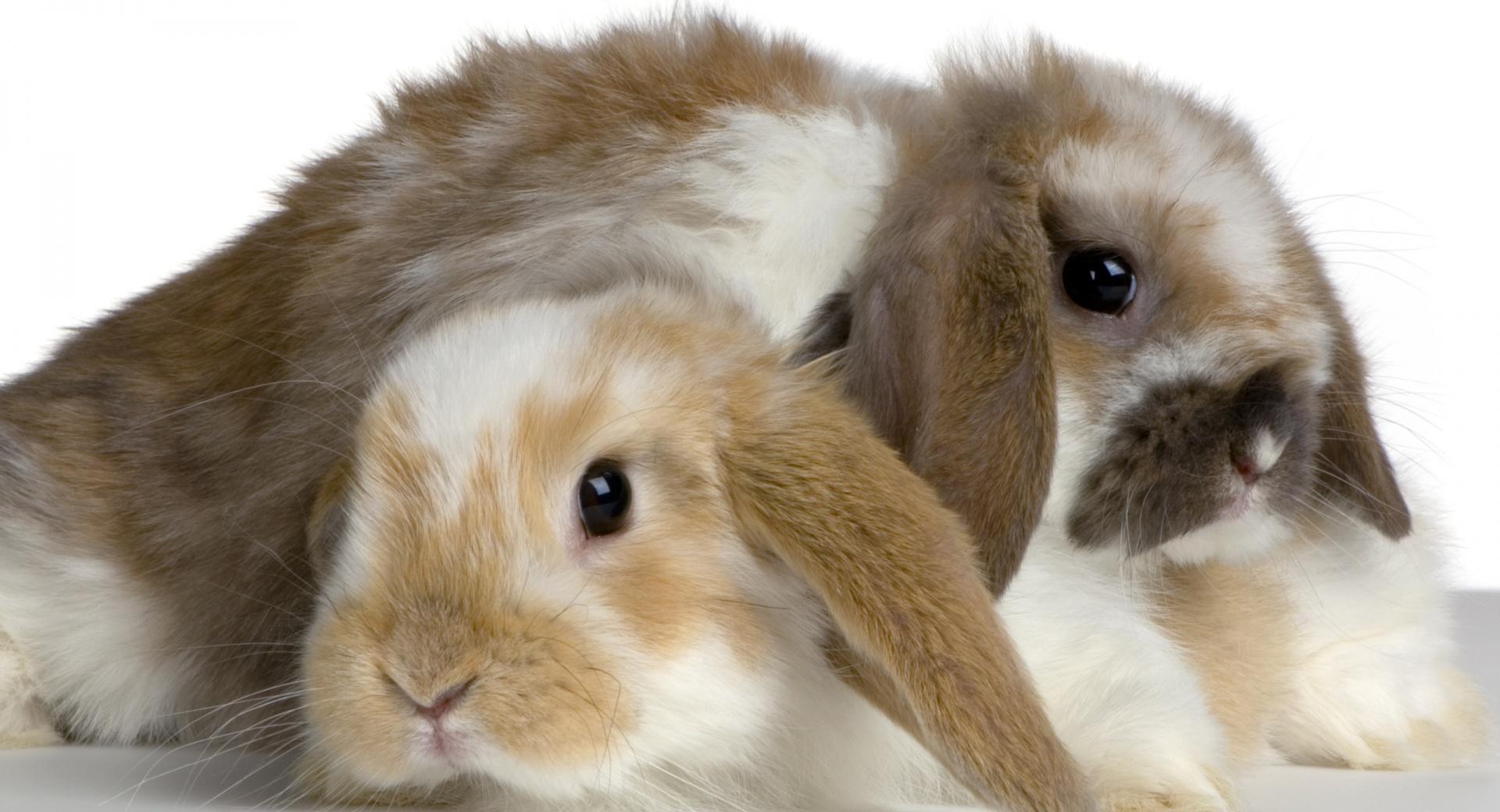 Cute Bunnies at 1280 x 960 size wallpapers HD quality