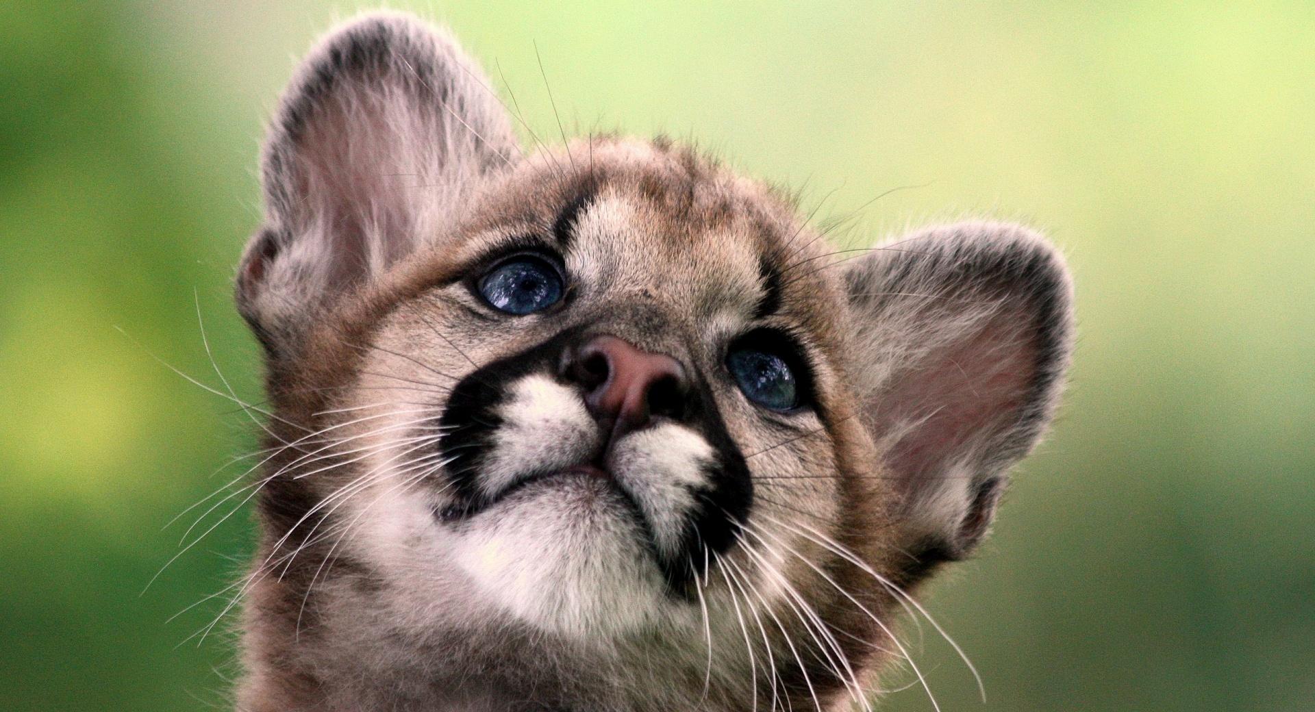 Cute Cougar Cub at 320 x 480 iPhone size wallpapers HD quality