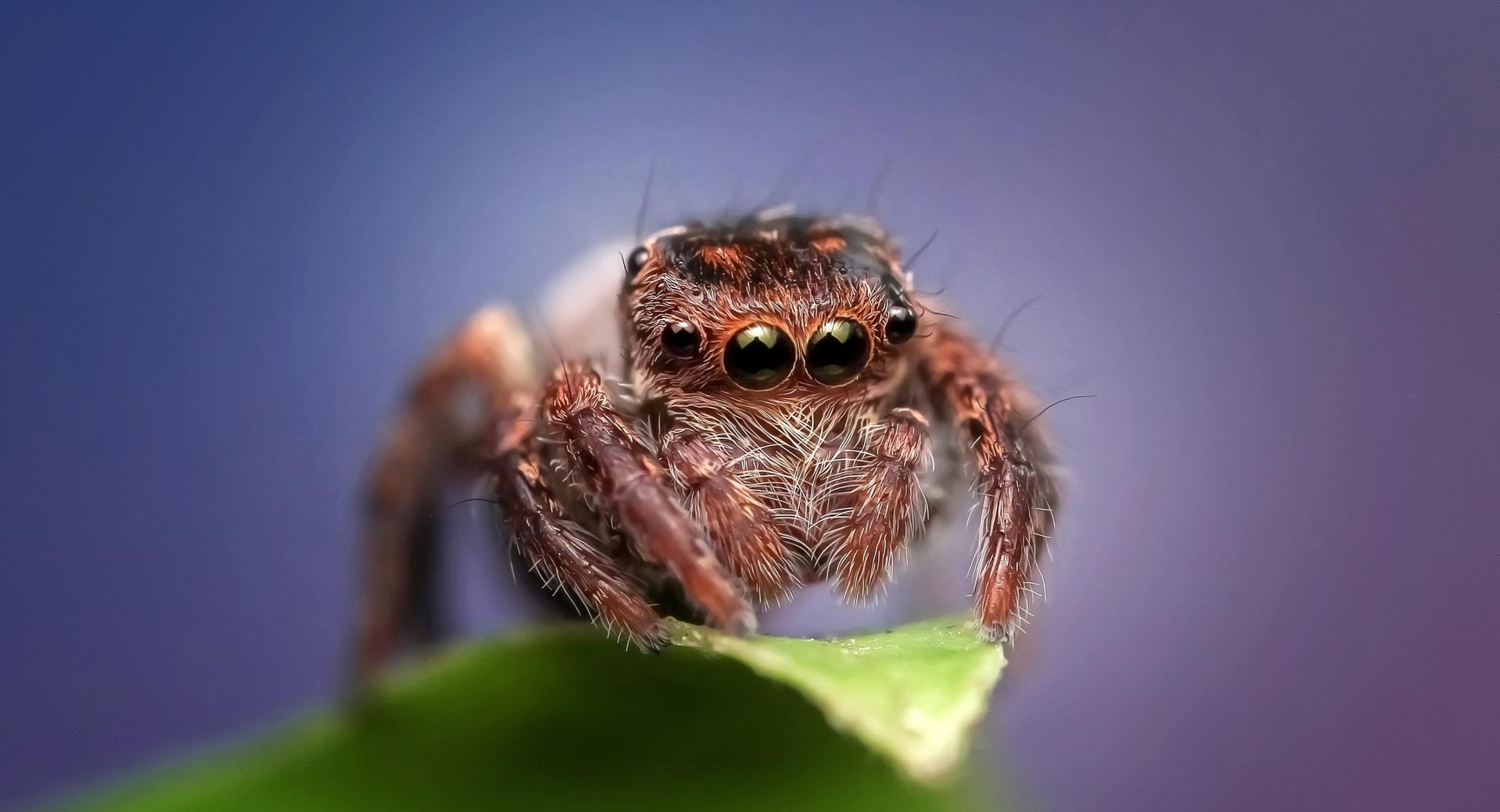 Cute Jumping Spider at 640 x 1136 iPhone 5 size wallpapers HD quality