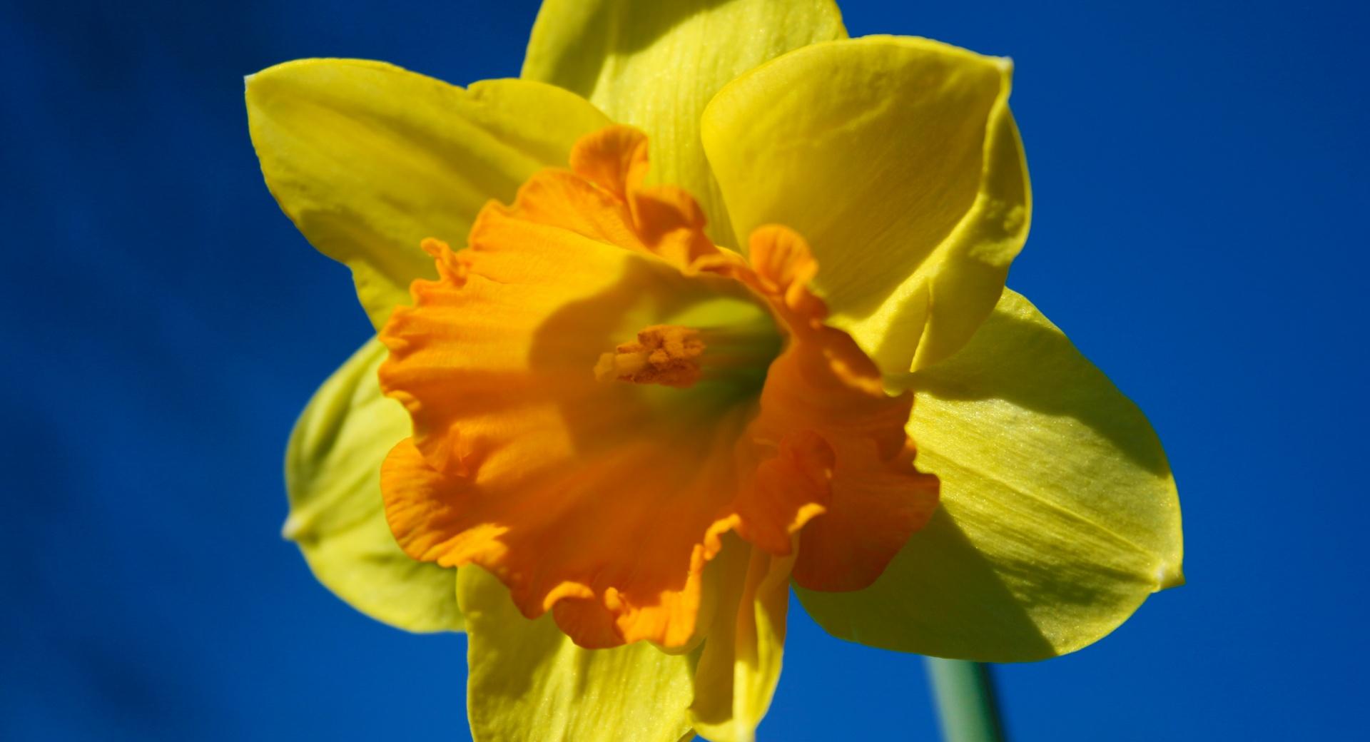 Daffodil Flower Against Blue Sky at 1600 x 1200 size wallpapers HD quality