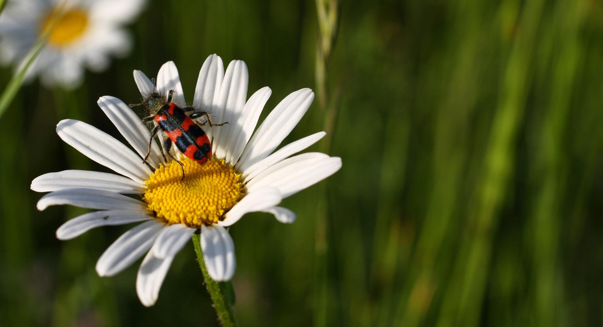Daisy And Insect at 640 x 1136 iPhone 5 size wallpapers HD quality
