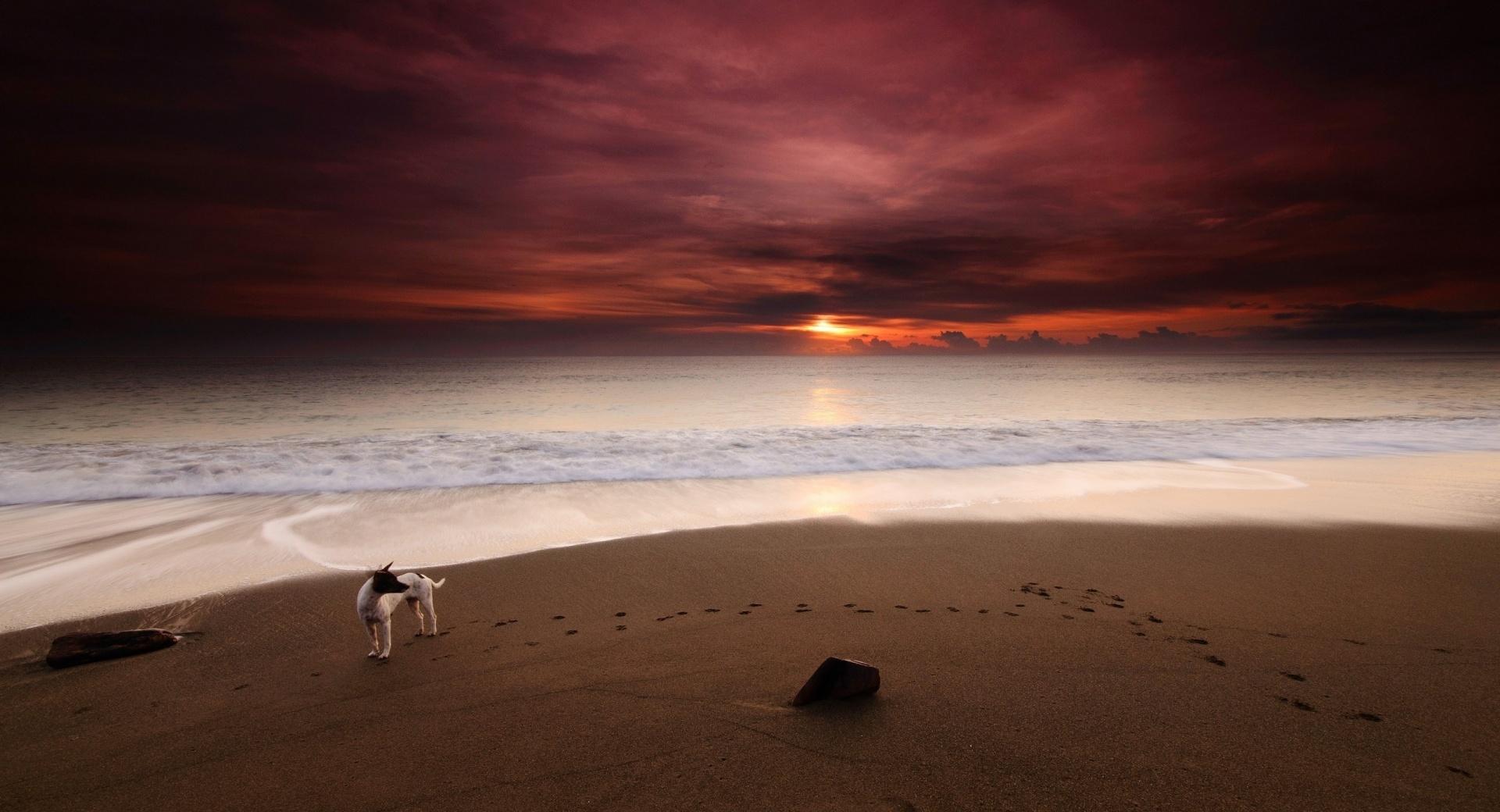Dog On The Beach at 320 x 480 iPhone size wallpapers HD quality