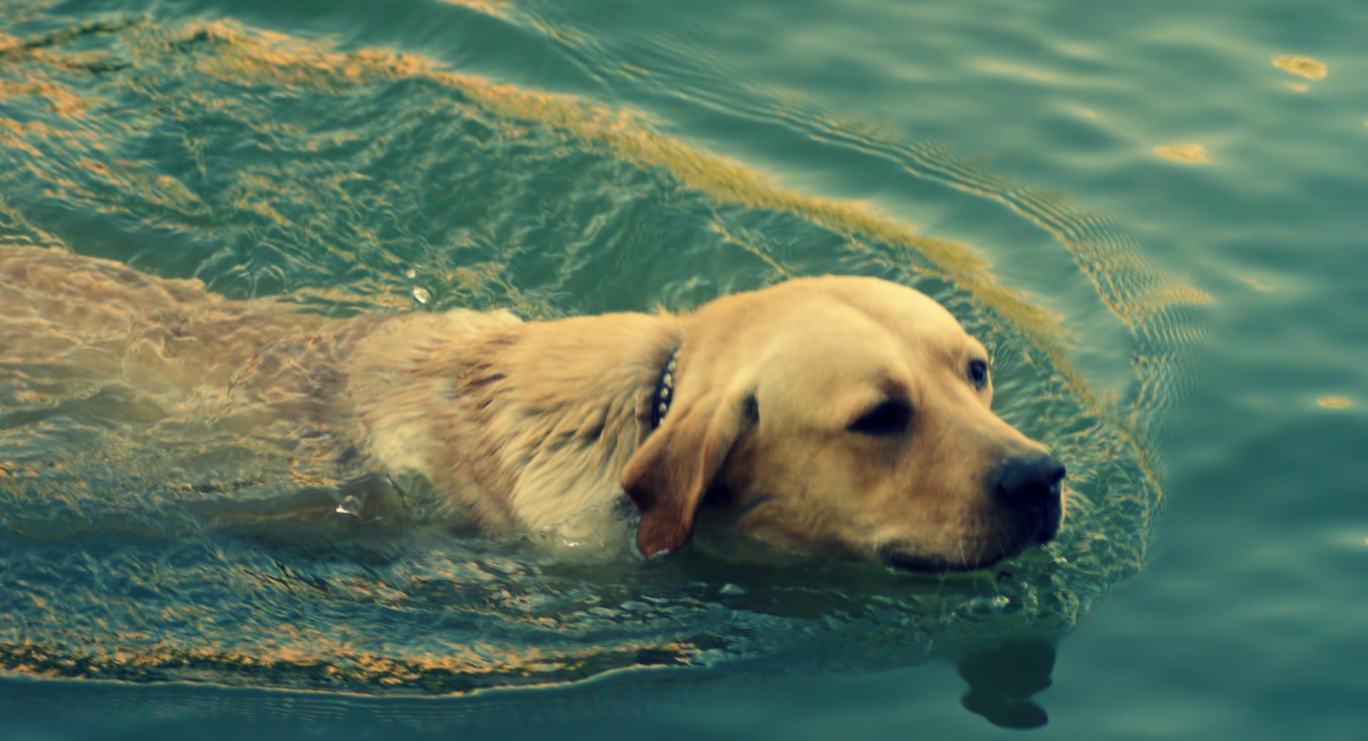 Dog Swimming at 640 x 960 iPhone 4 size wallpapers HD quality