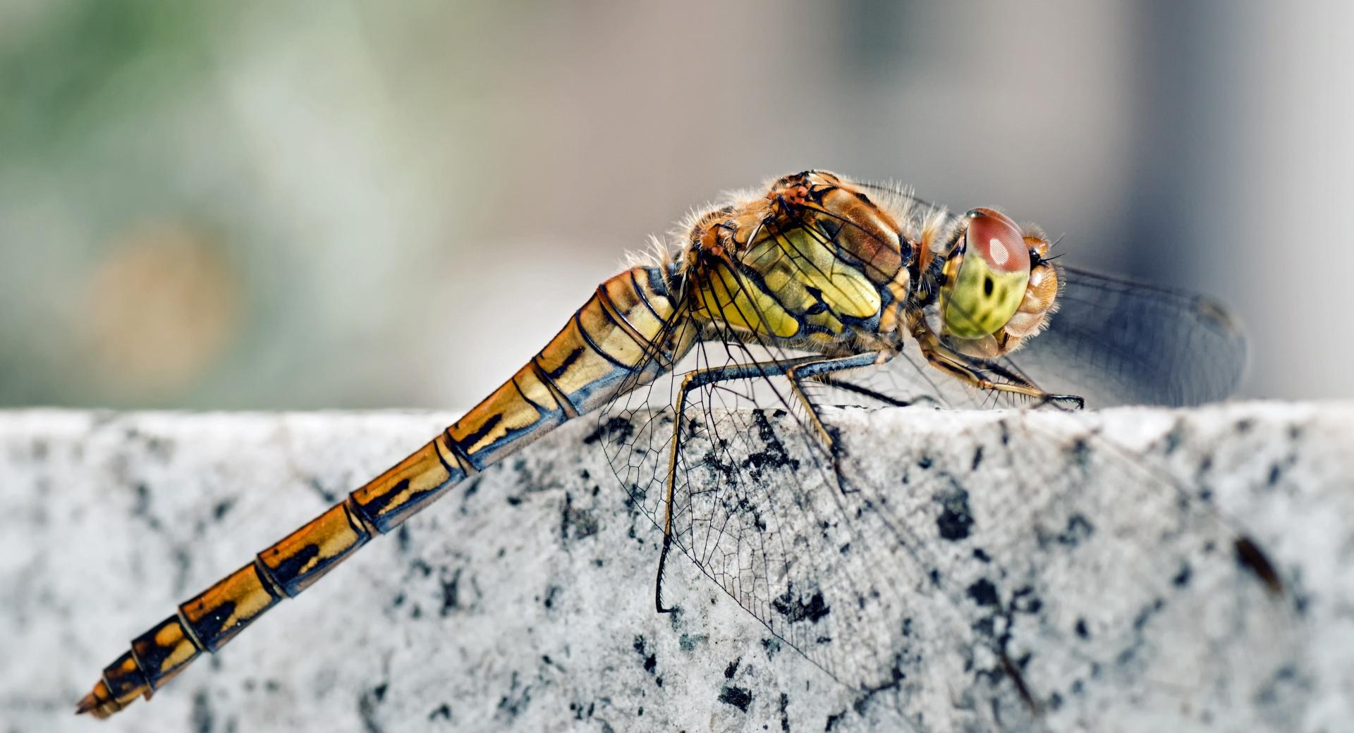 Dragonfly Macro at 1024 x 1024 iPad size wallpapers HD quality