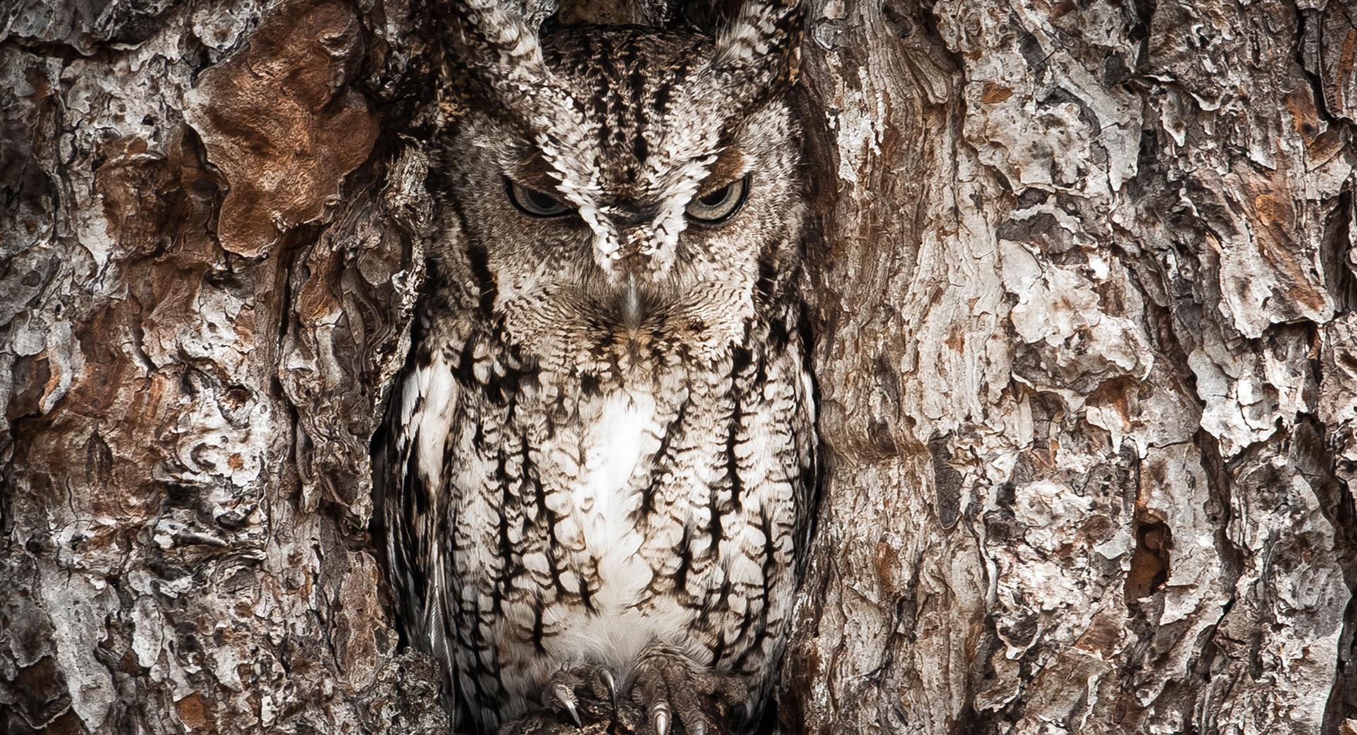 Eastern Screech Owl, Georgia at 1600 x 1200 size wallpapers HD quality
