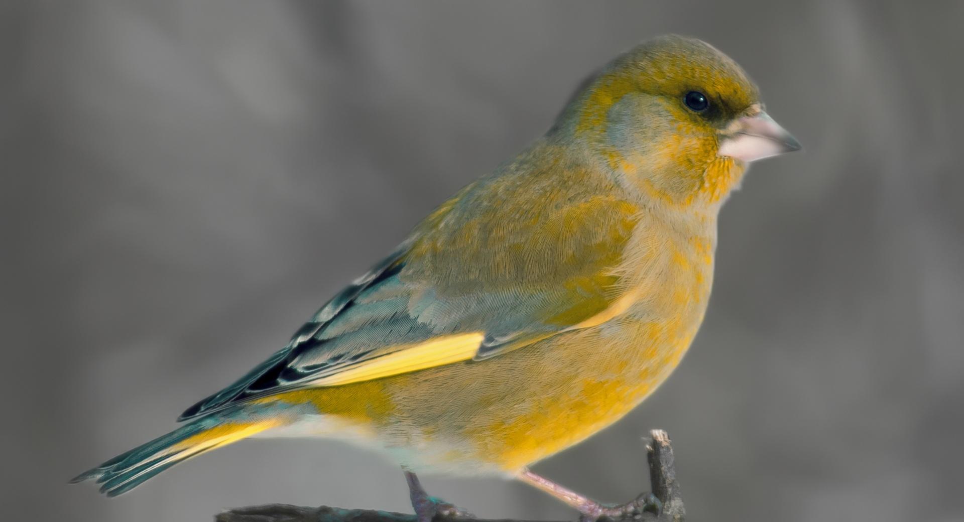 European Greenfinch at 2048 x 2048 iPad size wallpapers HD quality