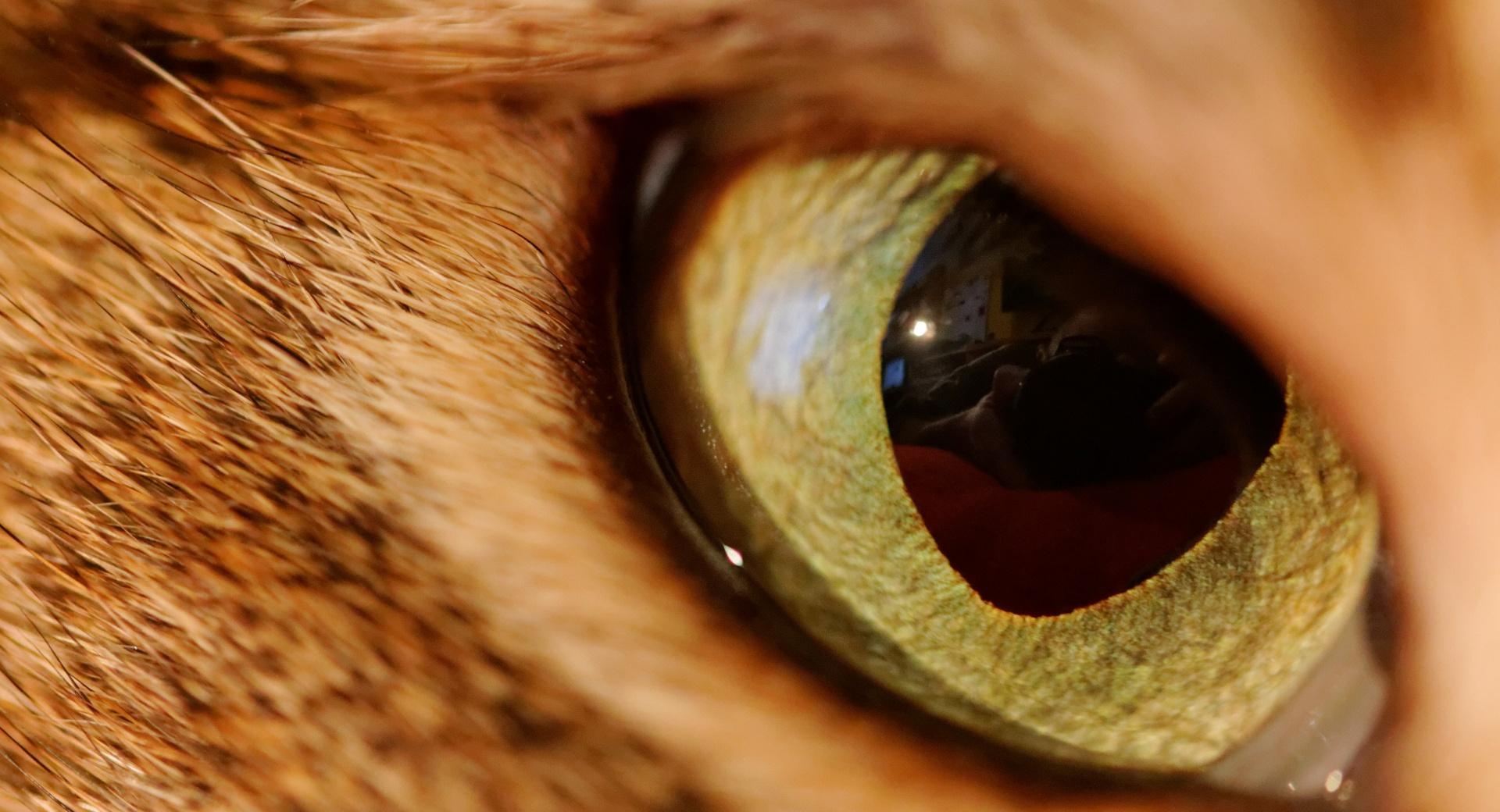 Eye Of The Tiger at 1280 x 960 size wallpapers HD quality