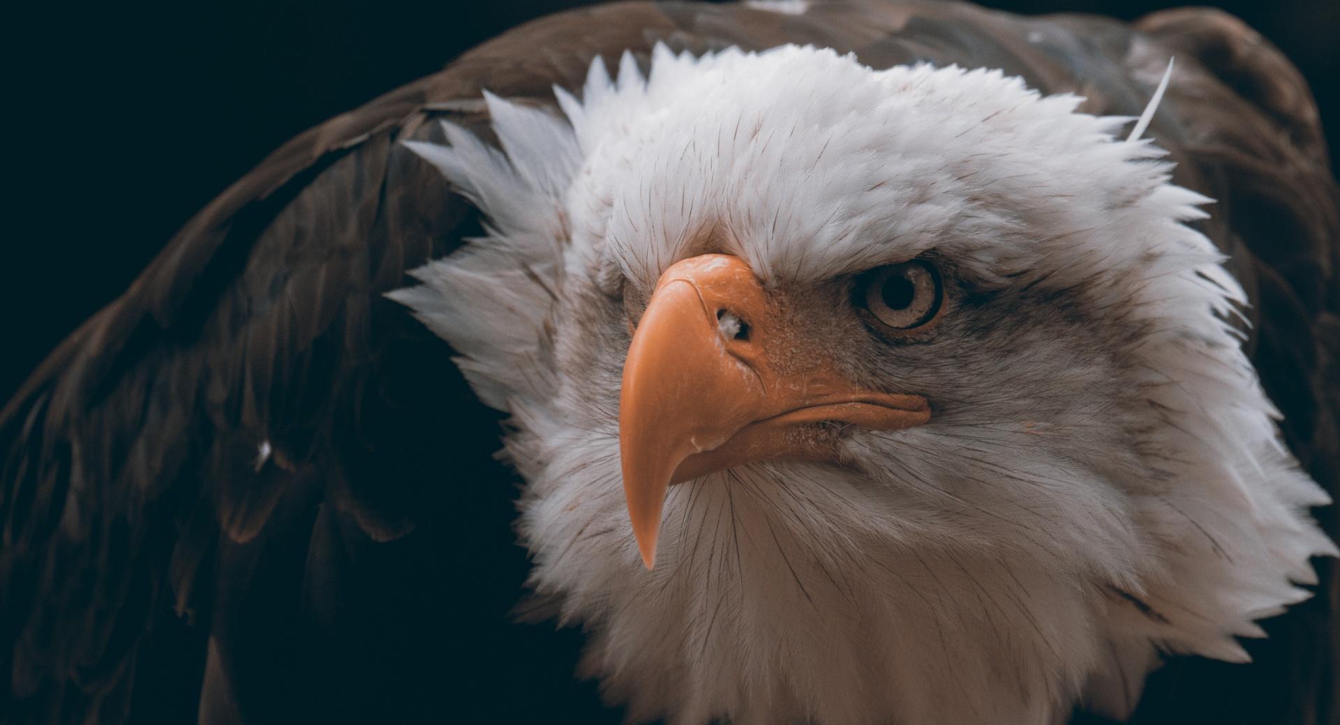 Fierce Eagle at 320 x 480 iPhone size wallpapers HD quality