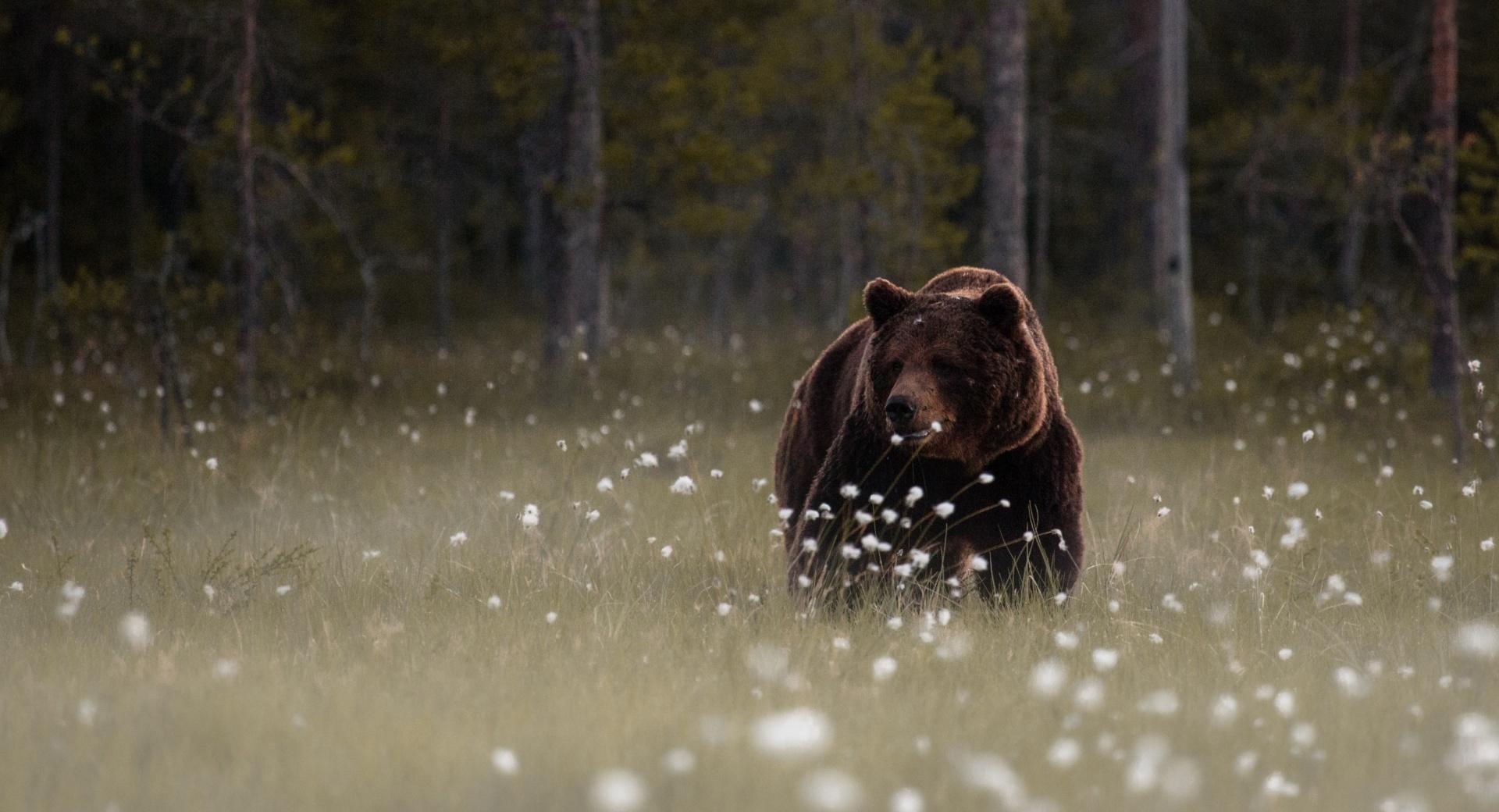 Forest Bear at 1024 x 1024 iPad size wallpapers HD quality