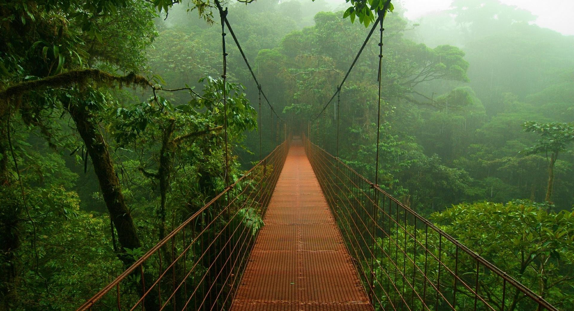 Forest Bridge at 2048 x 2048 iPad size wallpapers HD quality