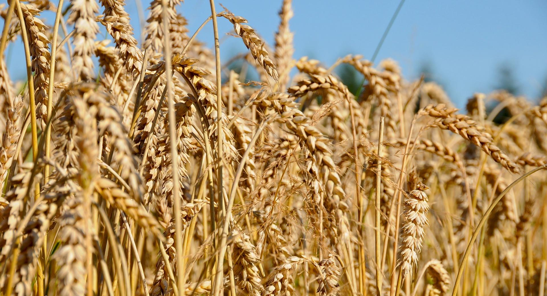Fully Ripe Wheat Field at 640 x 960 iPhone 4 size wallpapers HD quality