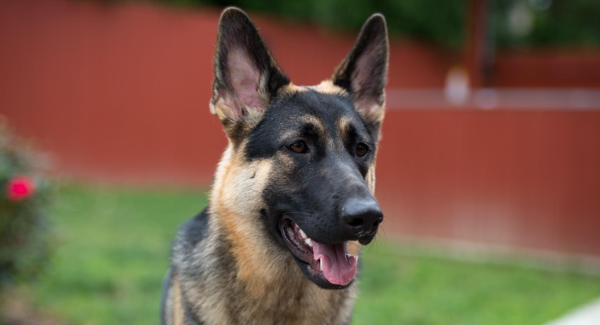 German Shepherd Face at 640 x 1136 iPhone 5 size wallpapers HD quality