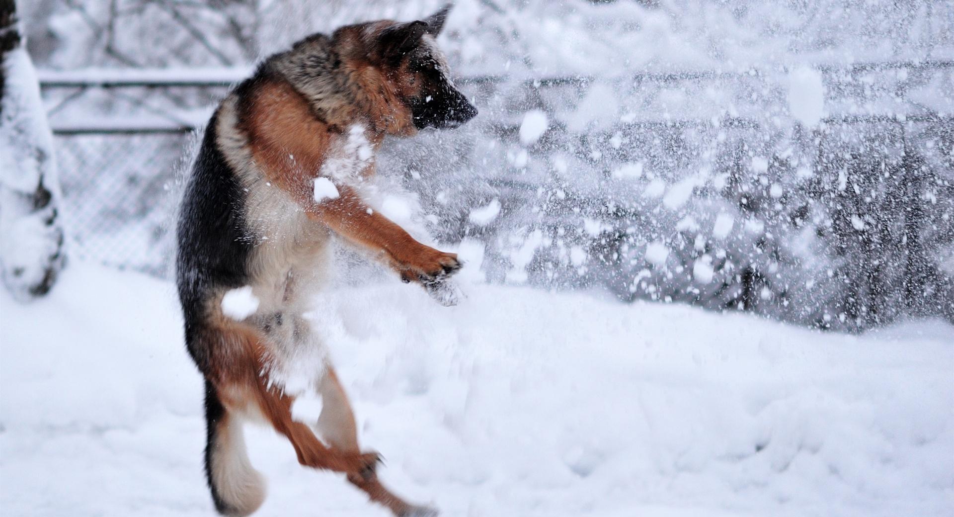 German Shepherd Plying In The Snow wallpapers HD quality