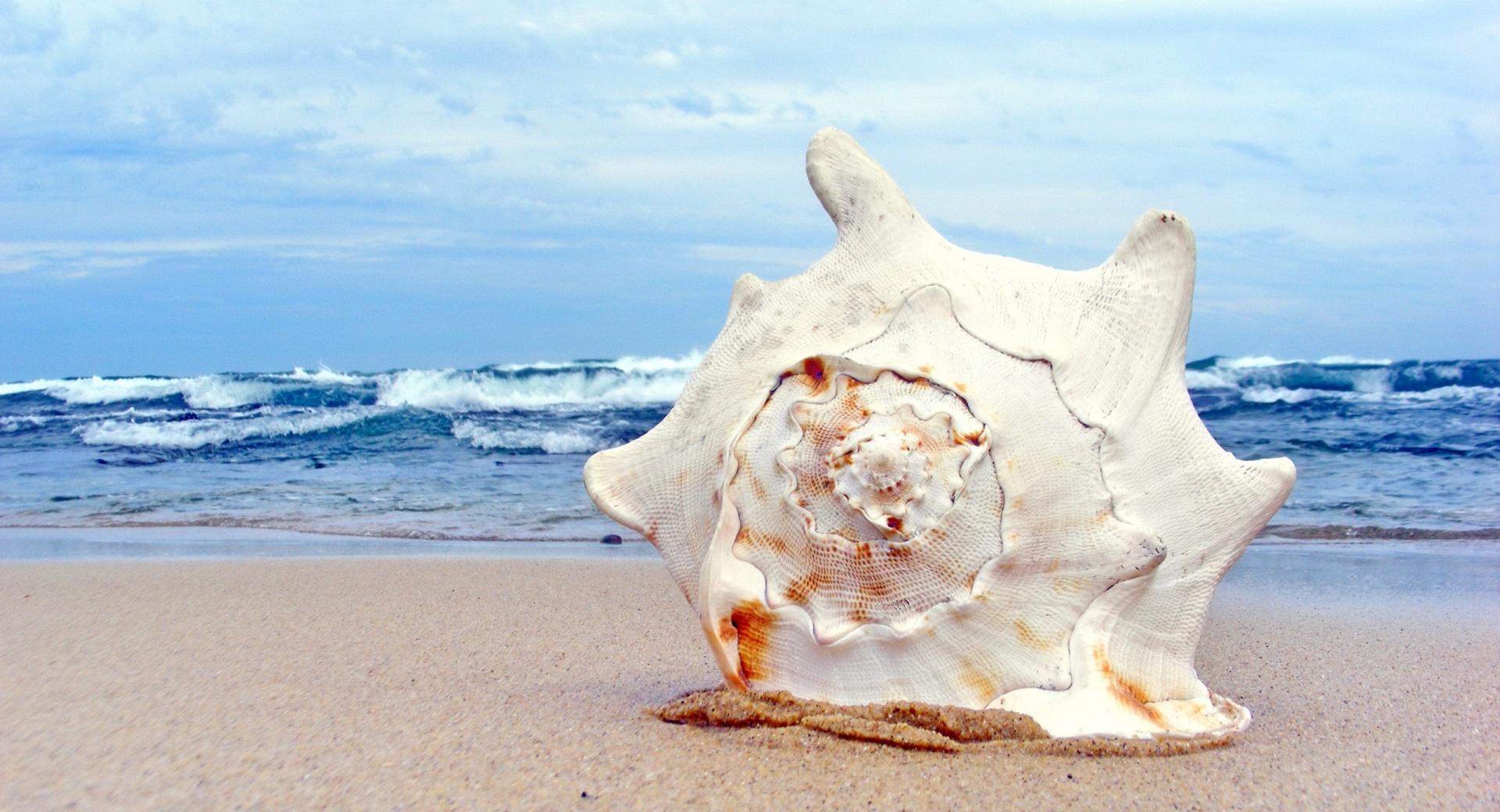Giant Shell at 320 x 480 iPhone size wallpapers HD quality