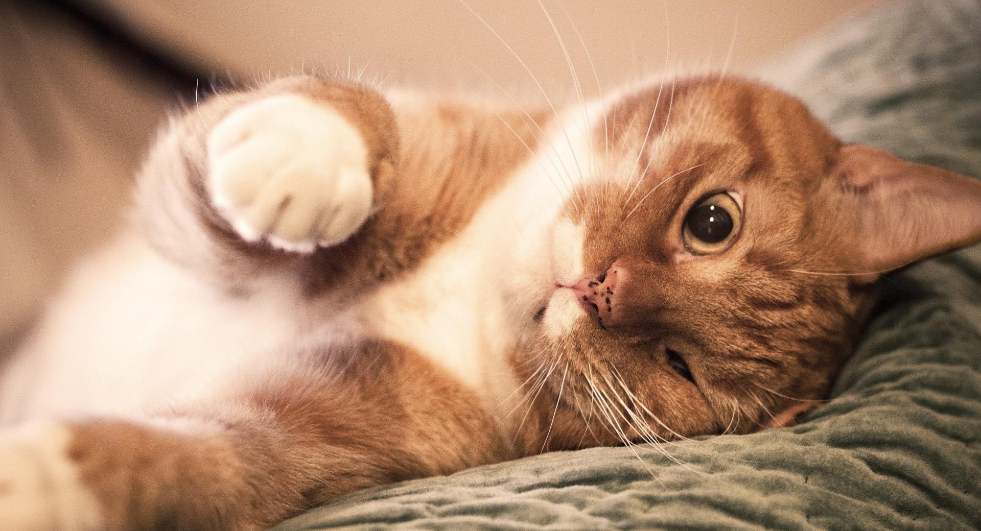 Ginger Cat Lazy wallpapers HD quality