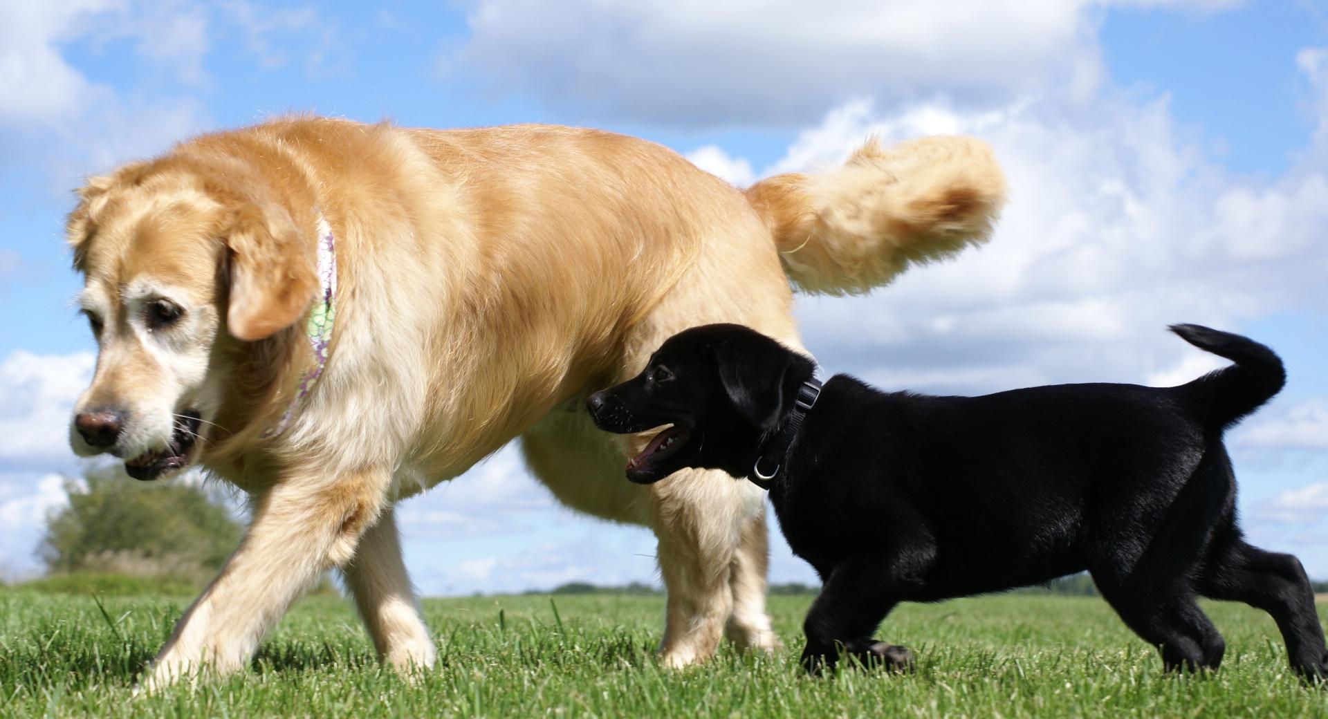 Golden and Labrador Retriever at 1600 x 1200 size wallpapers HD quality