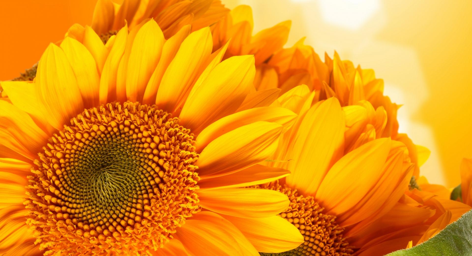 Golden Sunflowers at 1024 x 768 size wallpapers HD quality