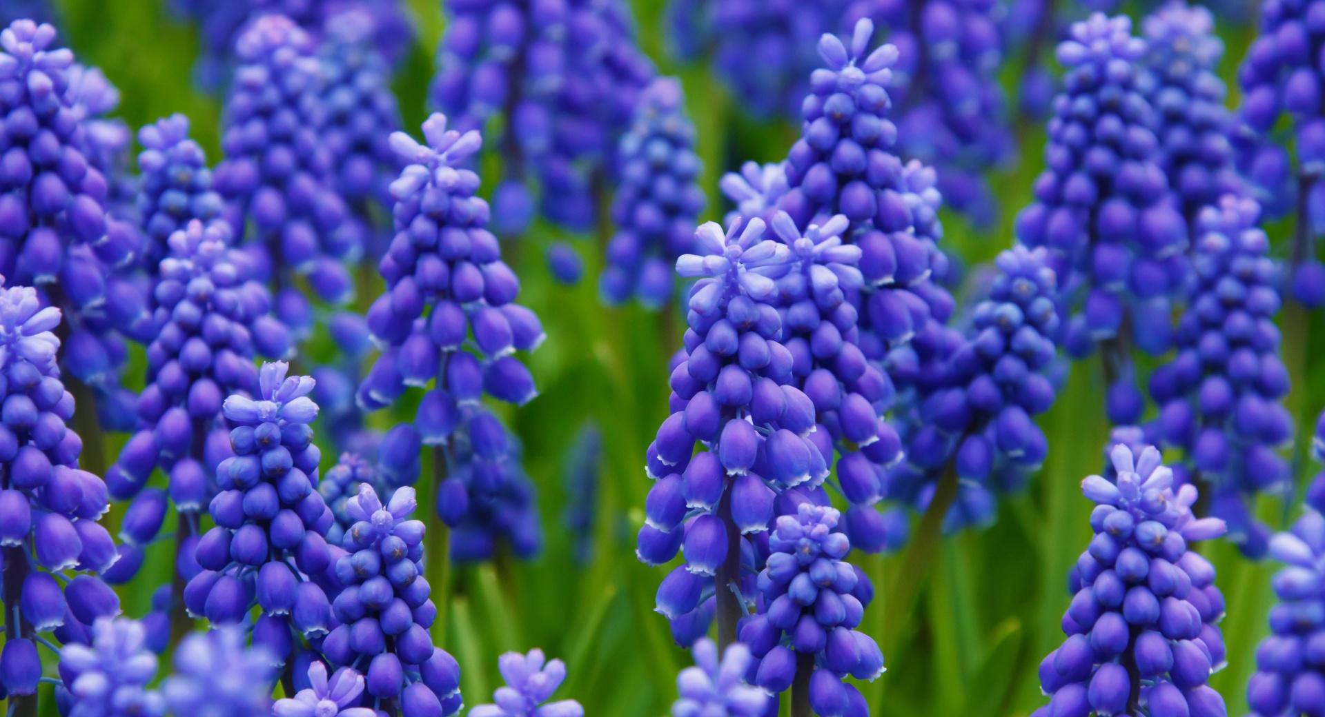 Grape Hyacinth at 320 x 480 iPhone size wallpapers HD quality