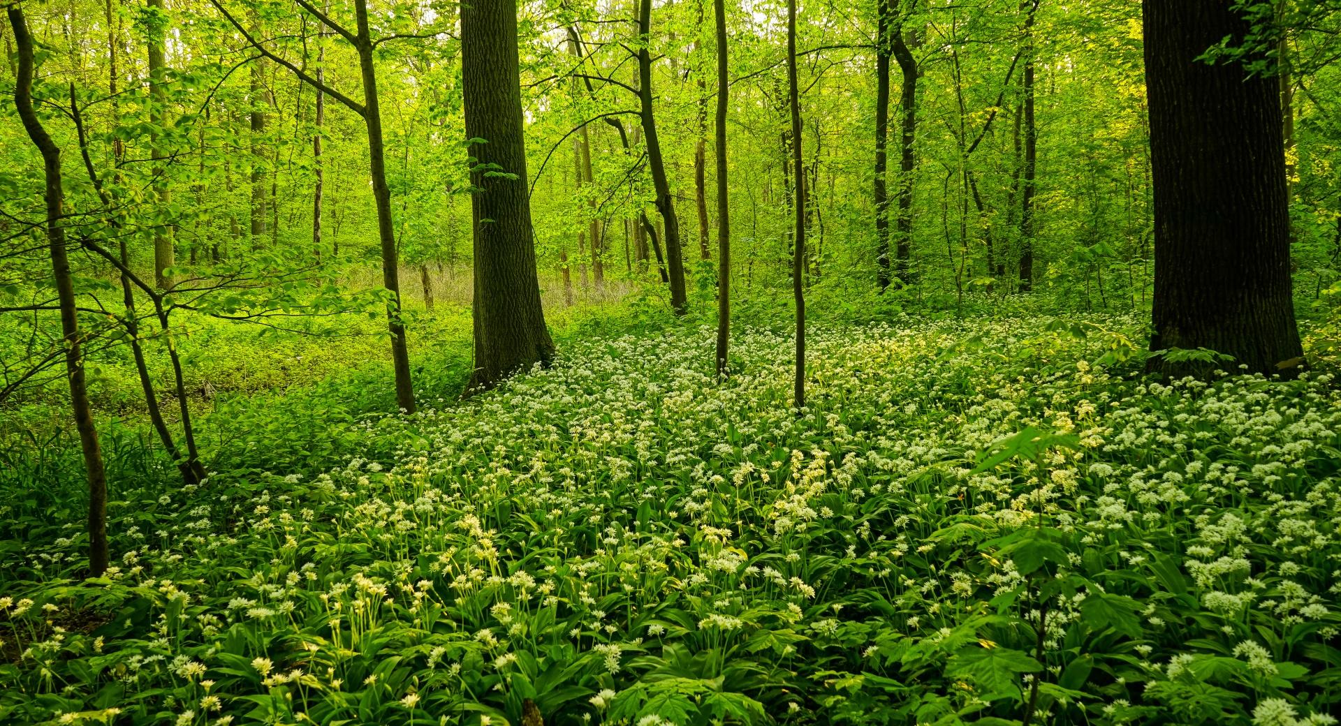 Green Wood at 1024 x 768 size wallpapers HD quality