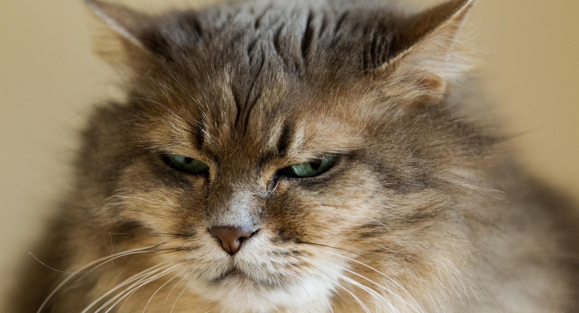 Grumpy Cat at 2048 x 2048 iPad size wallpapers HD quality