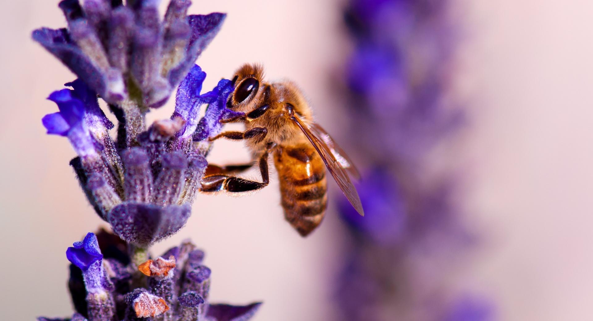 Honey Bee, Lavender at 1280 x 960 size wallpapers HD quality