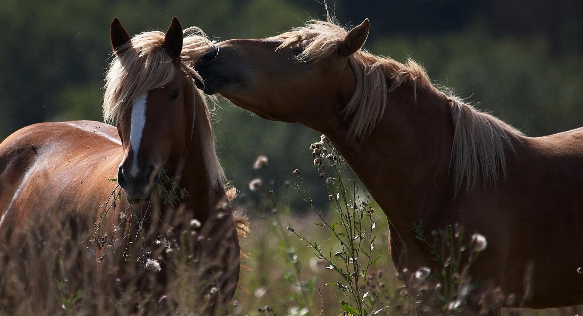 Horse Kiss at 1152 x 864 size wallpapers HD quality