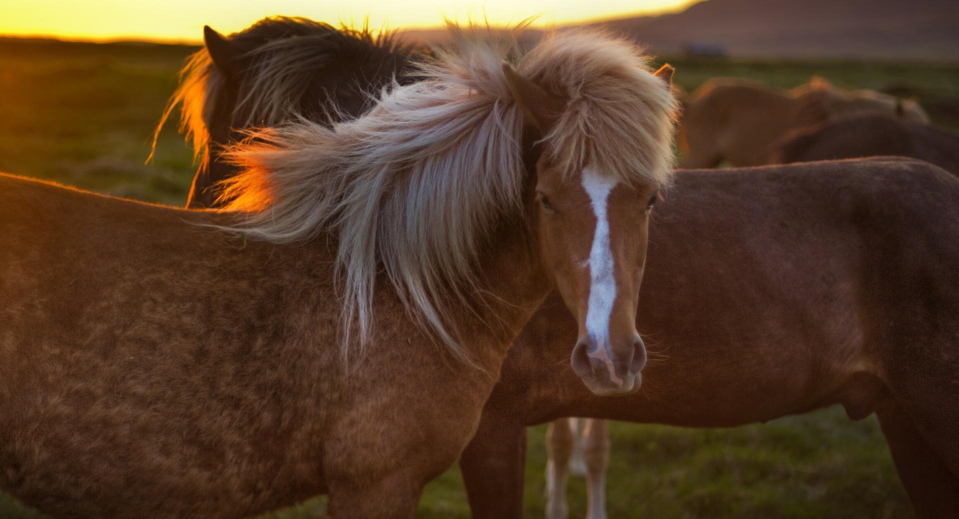 Horses In Iceland at 640 x 1136 iPhone 5 size wallpapers HD quality