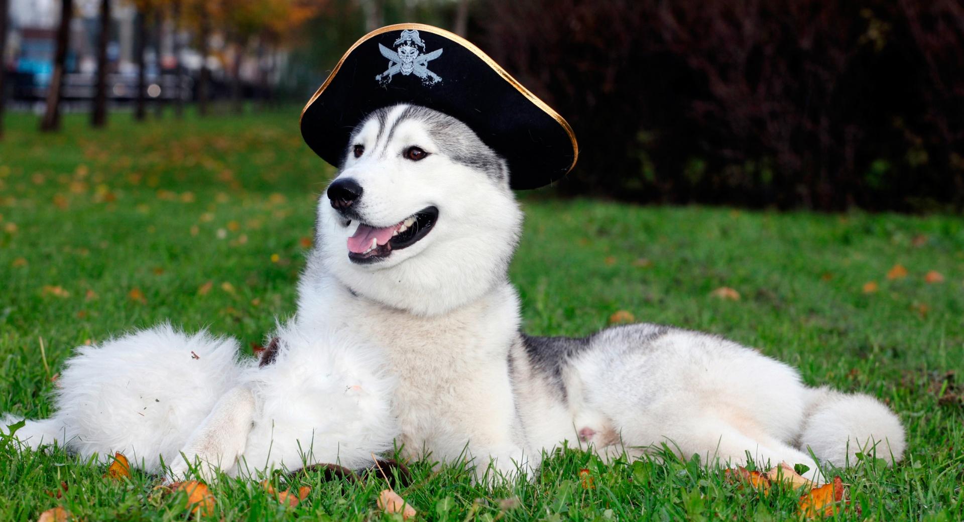 Husky With Pirate Hat at 640 x 1136 iPhone 5 size wallpapers HD quality