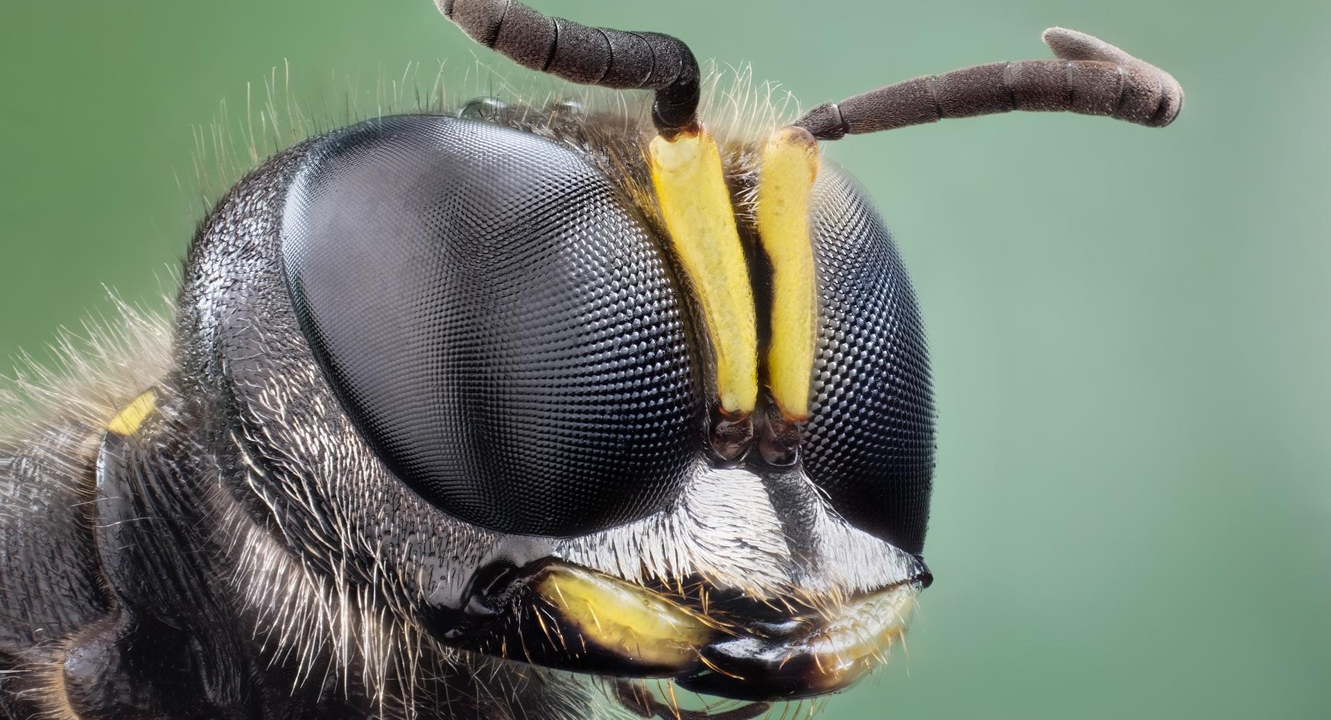 Insect Eyes Macro wallpapers HD quality
