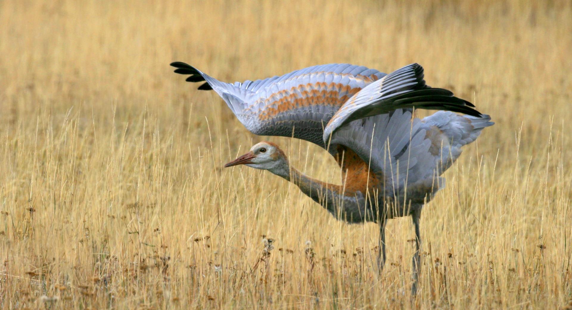 Juvenile Sandhill Crane at 640 x 1136 iPhone 5 size wallpapers HD quality
