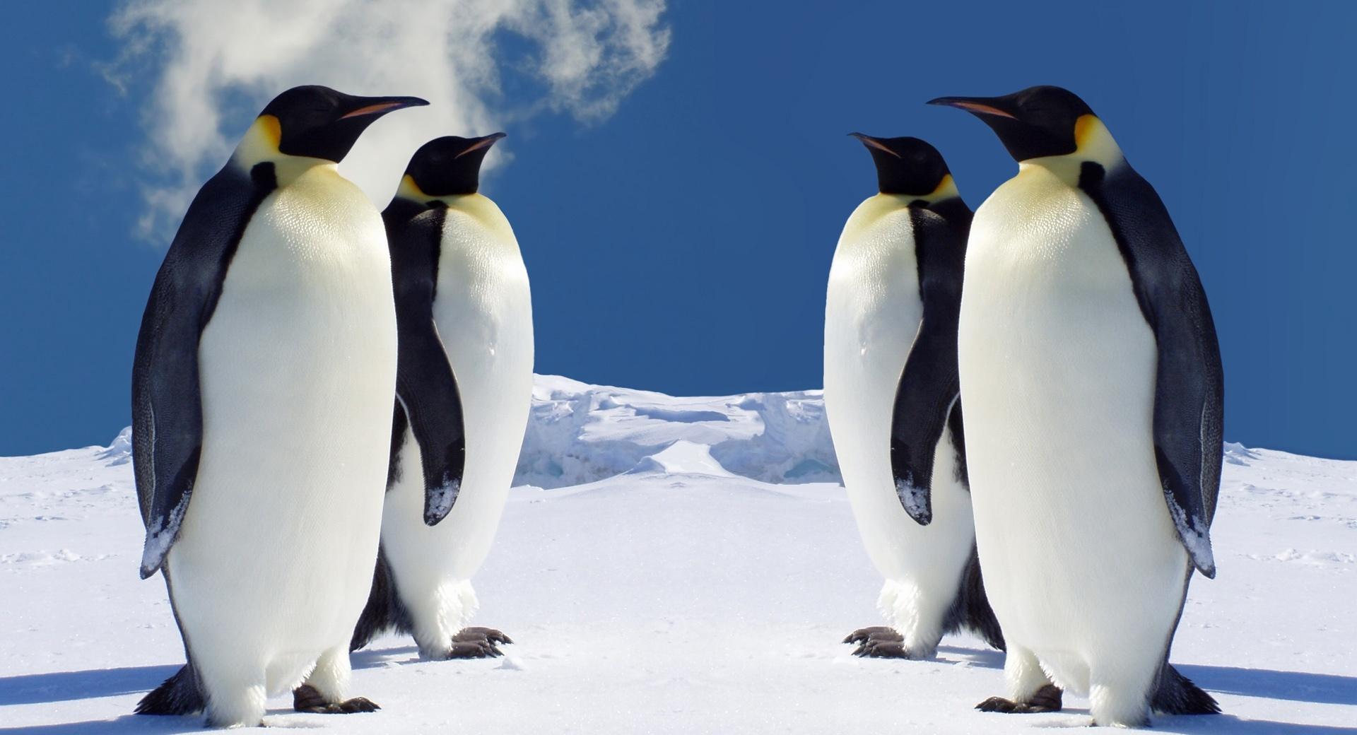 King Penguins Having A Meeting wallpapers HD quality