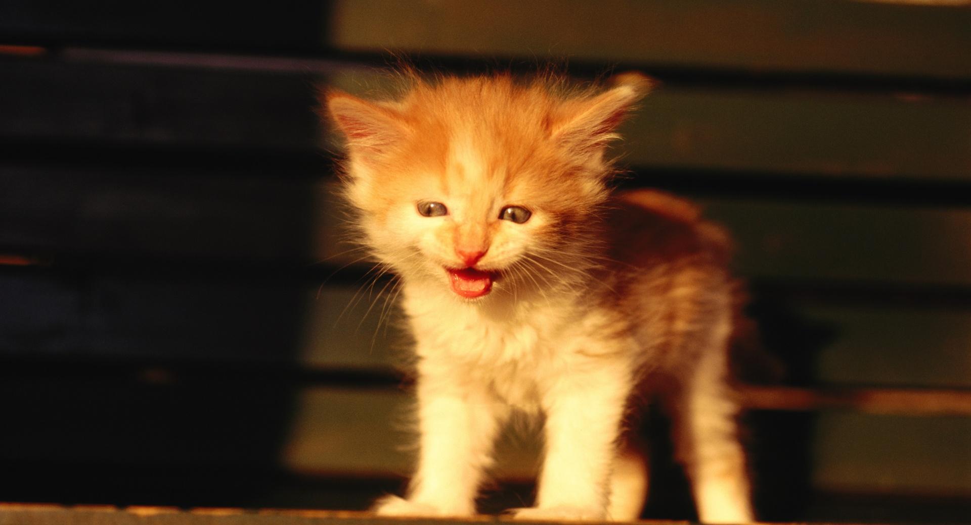 Kitten On A Bench at 320 x 480 iPhone size wallpapers HD quality