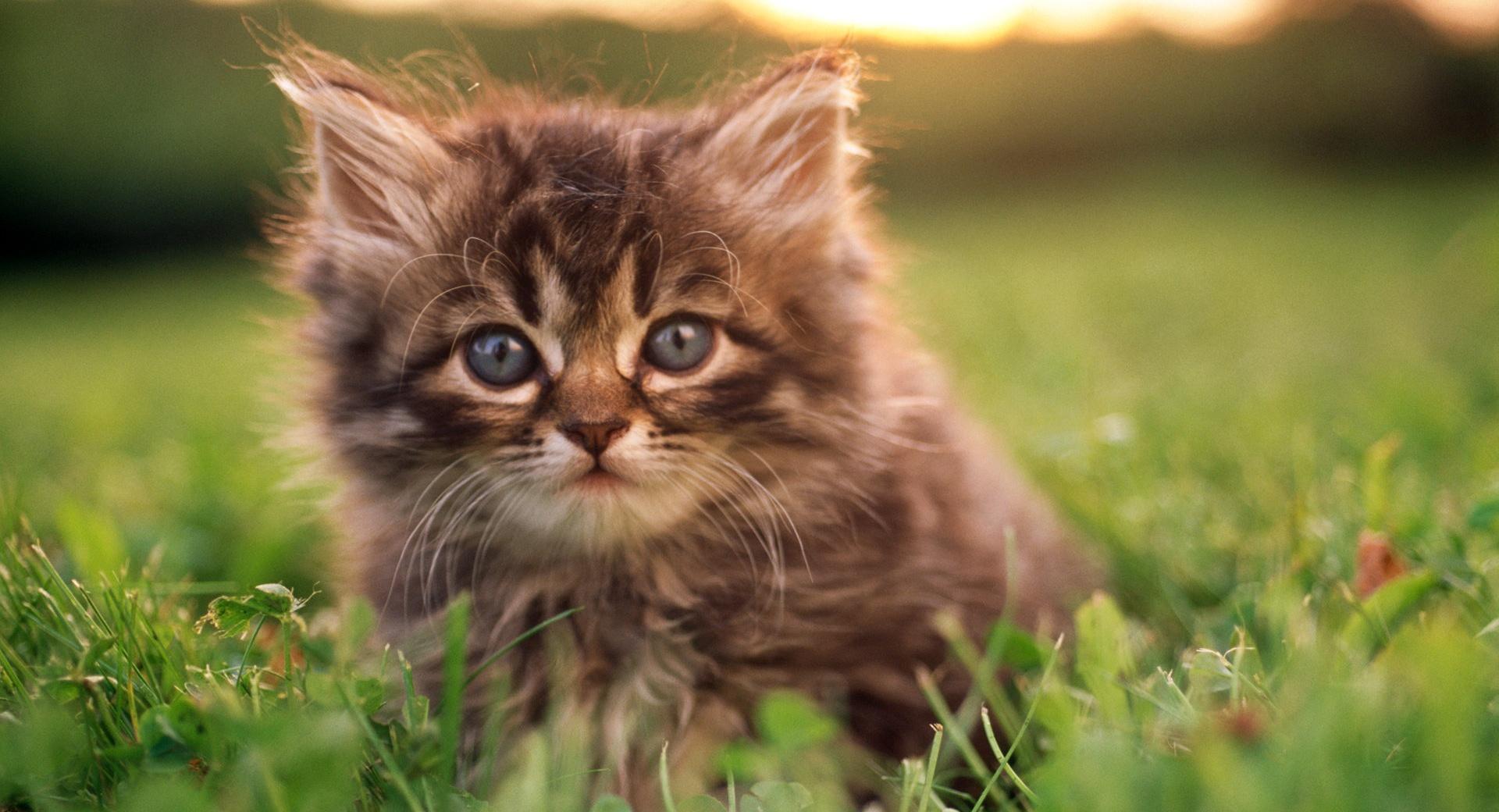 Kitten Portrait at 640 x 1136 iPhone 5 size wallpapers HD quality