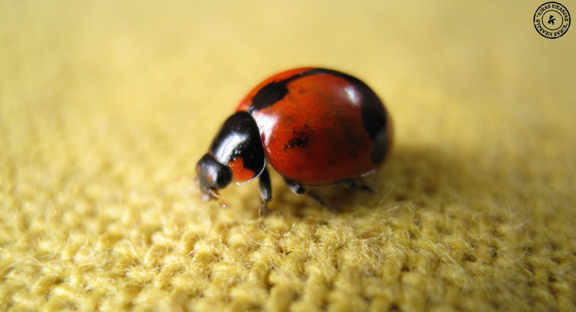 Ladybird at 1334 x 750 iPhone 7 size wallpapers HD quality