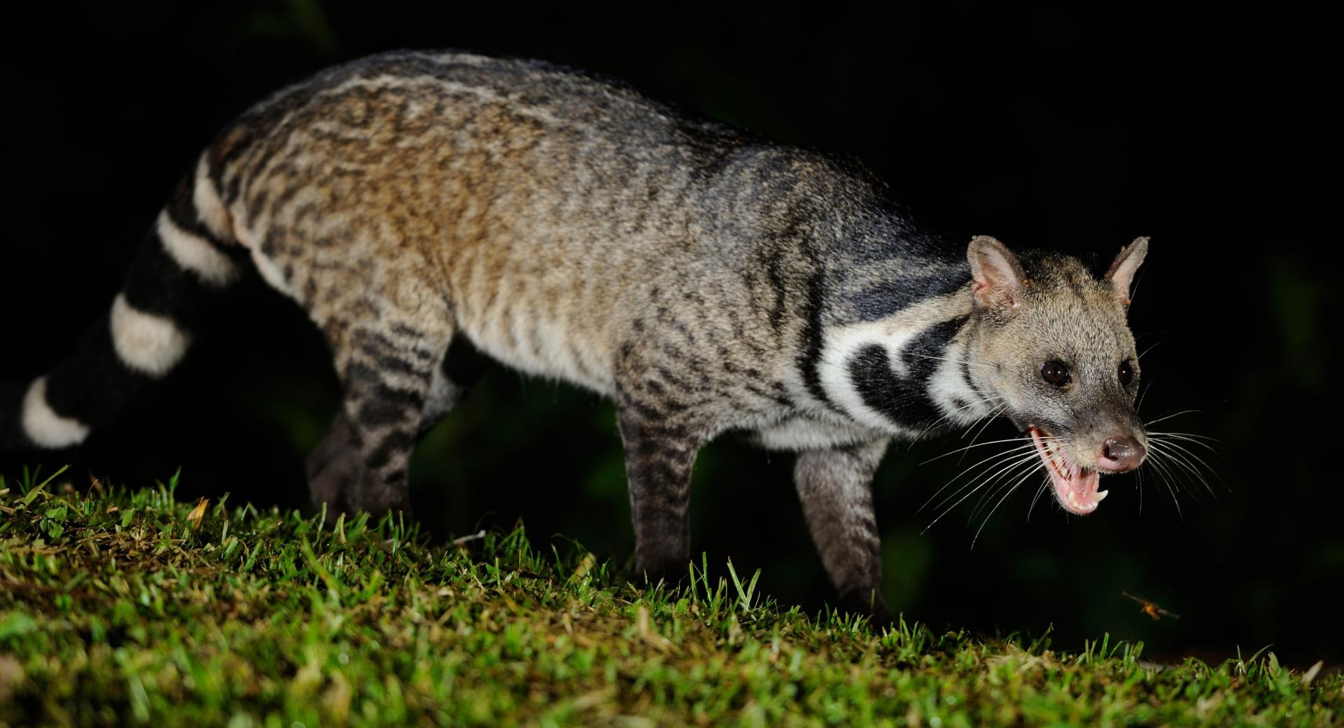Large Indian Civet at 640 x 960 iPhone 4 size wallpapers HD quality